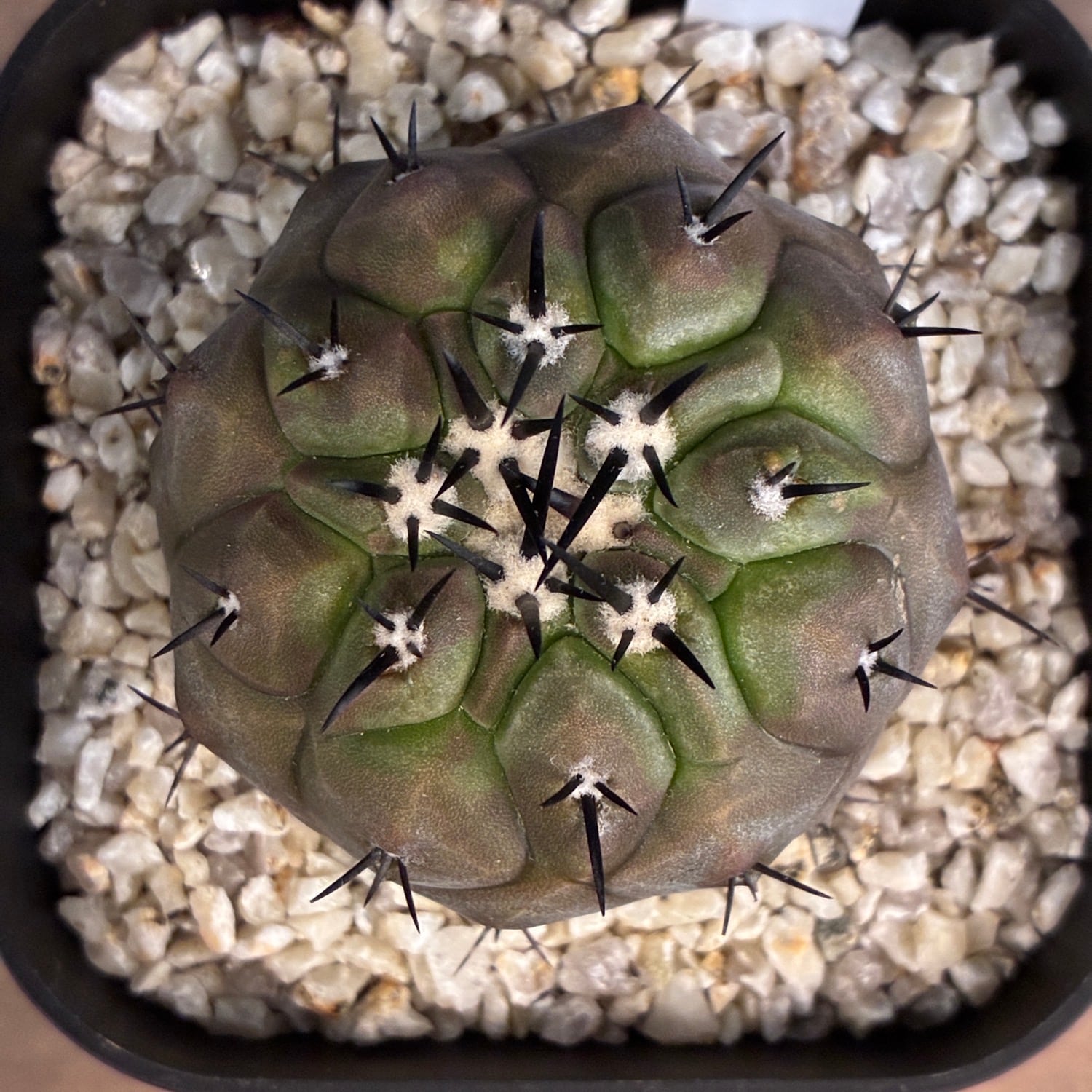 Copiapoa】サボテン コピアポア 黒王丸実生【787】 | PROTOLEAF プロト