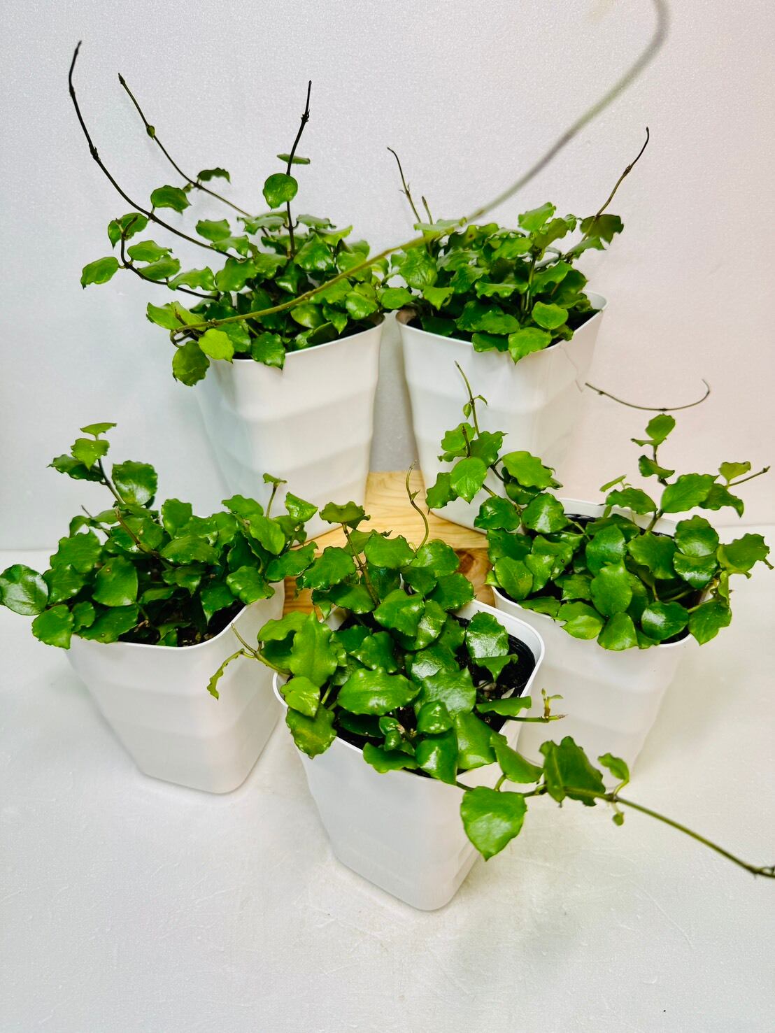 ホヤ・エンダウェンシス 3.5号 | 観葉植物と雑貨のお店 VIVAGREEN