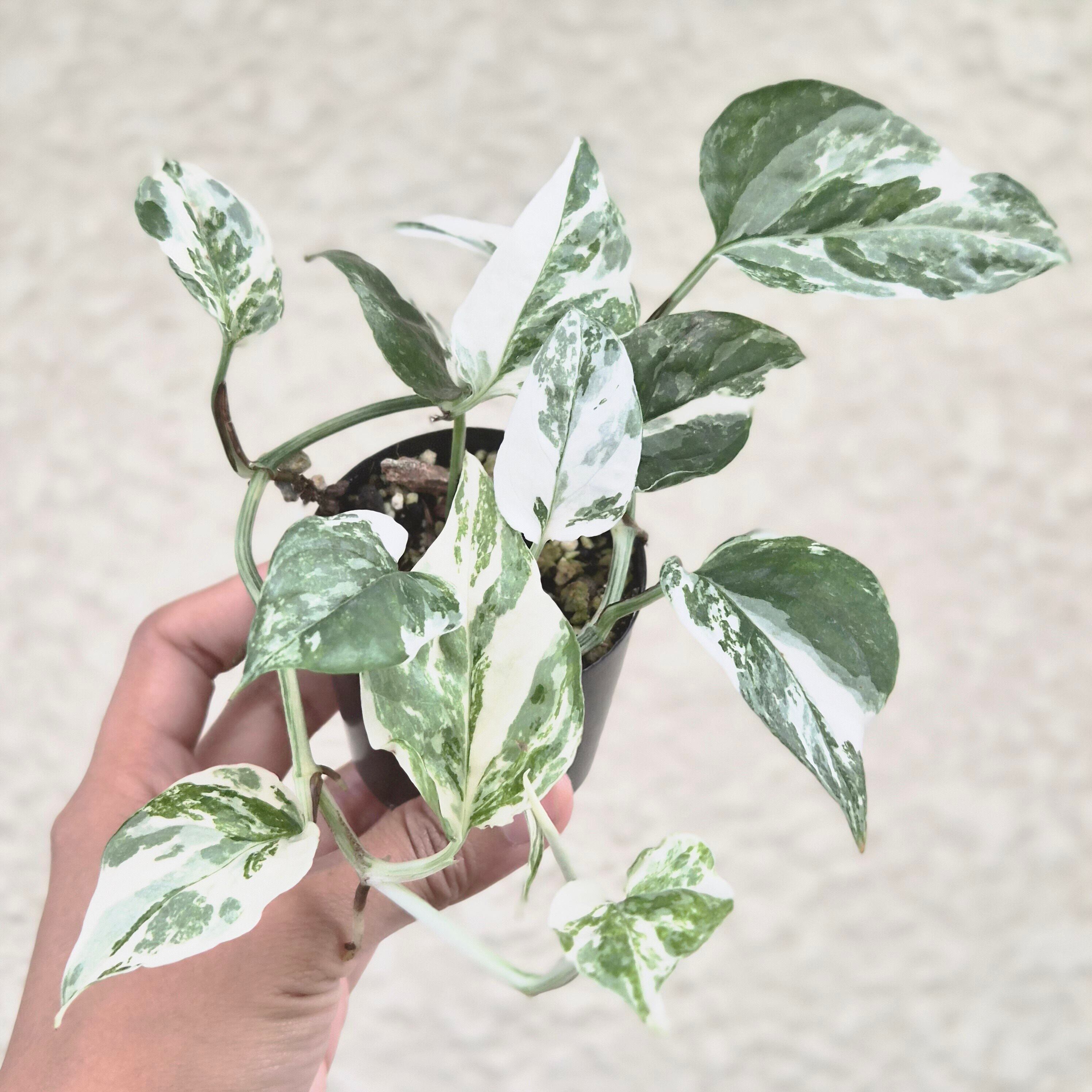 ③〔エピプレムナム Sp.〕Epipremnum Sp. 斑入り 観葉植物
