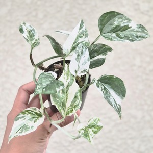 ③〔エピプレムナム Sp.〕Epipremnum Sp. 斑入り 観葉植物