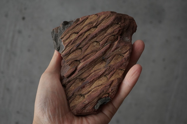 ポーランド産鱗木(ヒカゲノカズラ類)化石 Lepidodendron sp. 2439