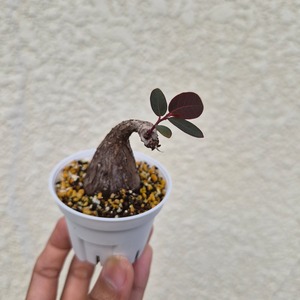 Sサイズ38〚フィランサス・ミラビリス〛Phyllanthus Mirabilis 塊根植物 コーデックス ポット発送