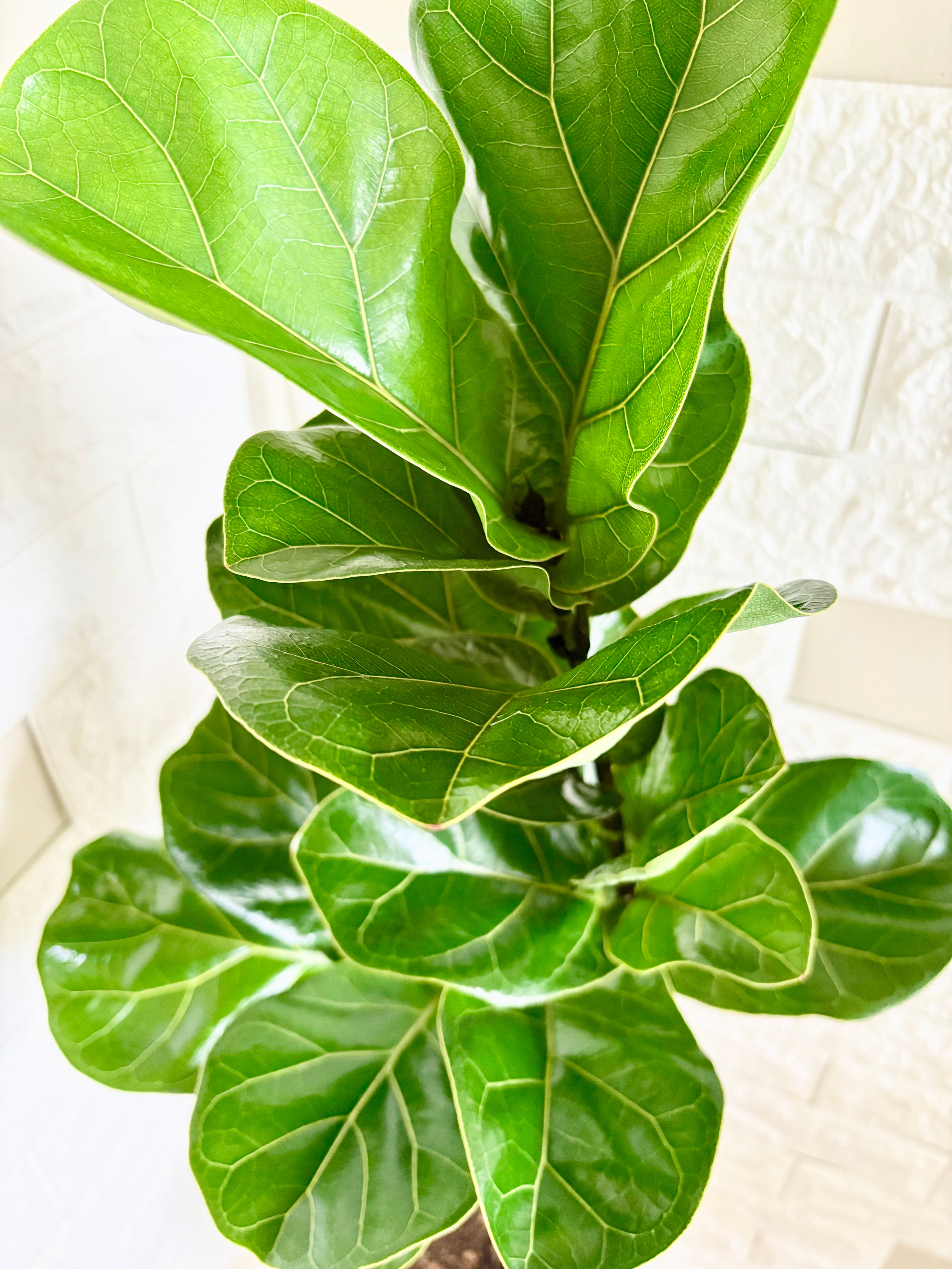 現品】フィカスバンビーノ 曲がり樹形 観葉植物 | 観葉植物のお店