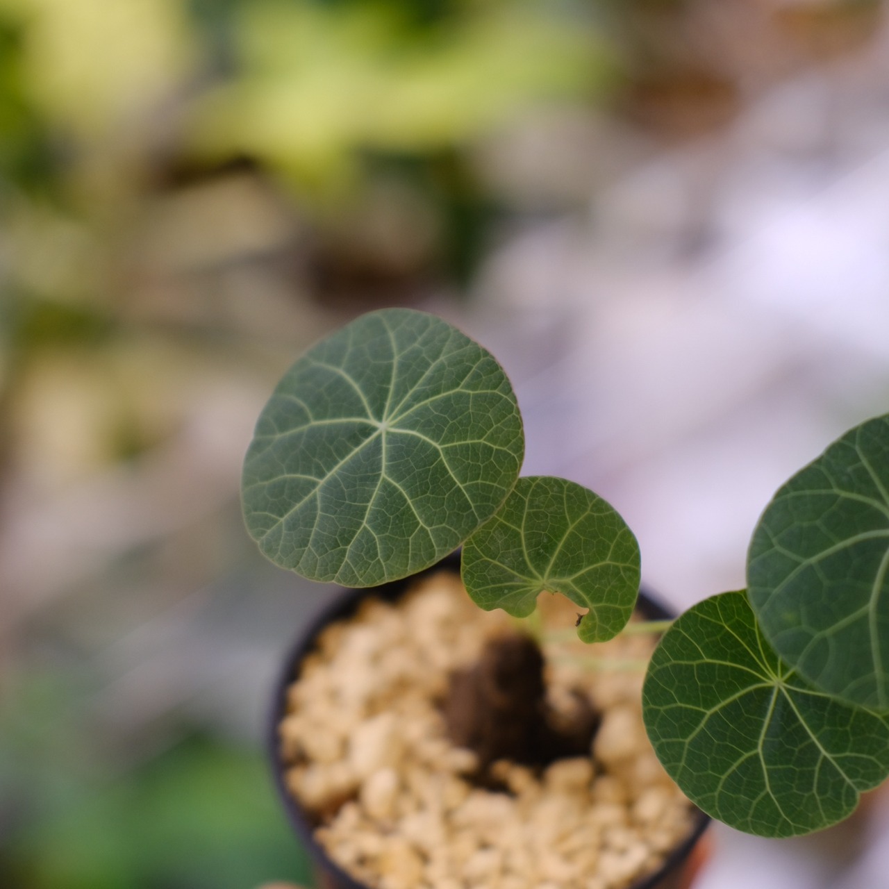 Stephania kaweesakii / ステファニア カウィーサキー⑫ / 観葉植物