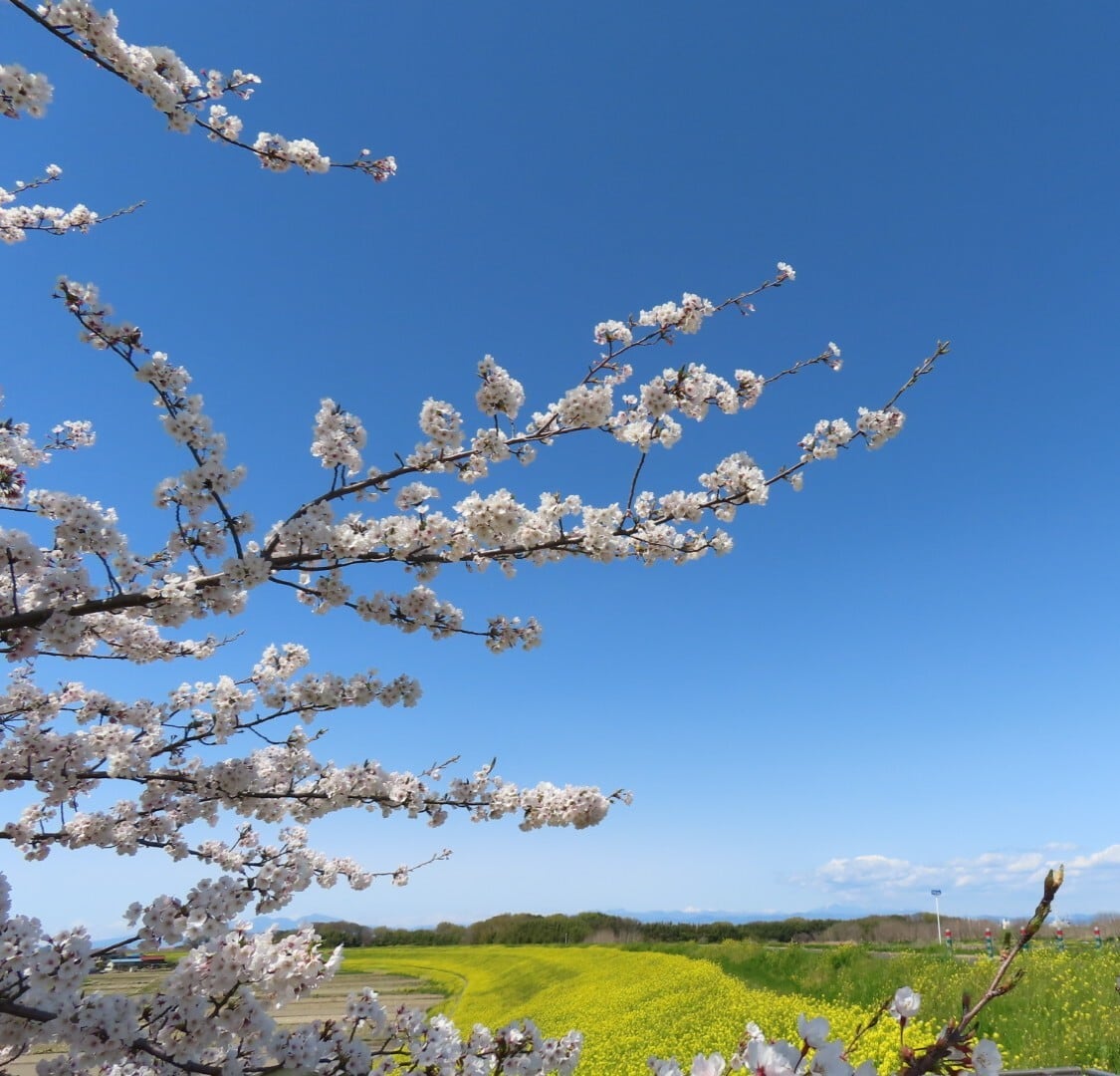 greenさま専用です。ボダイジュ蜜と菜の花蜜、さくらんぼ系2本　600g計４本 JAみちのく村山「ハウスさくらんぼ（品種：佐藤錦）」山形県産 特秀 L