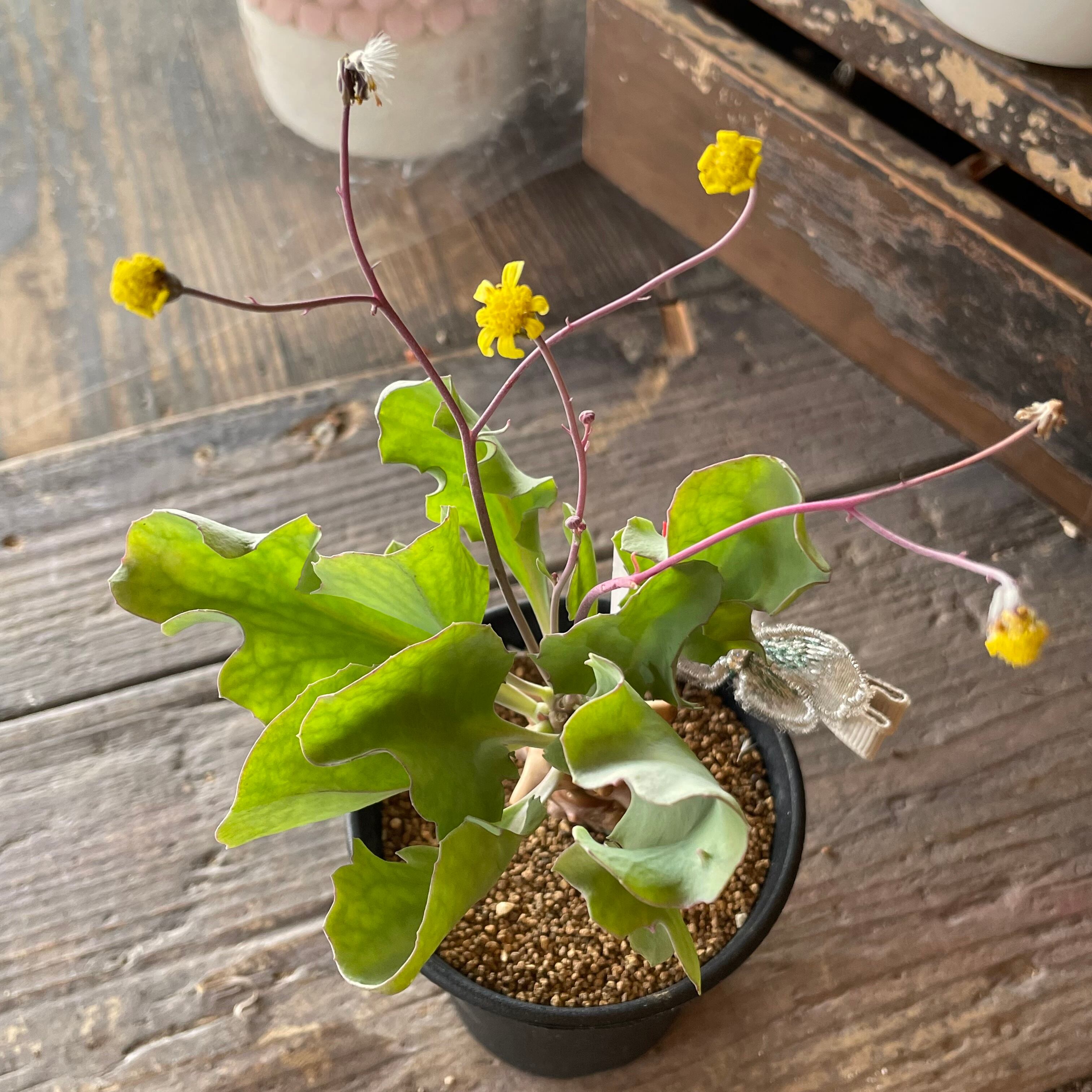 T)ブーファン ディスティカ | RuPo 多肉植物専門店