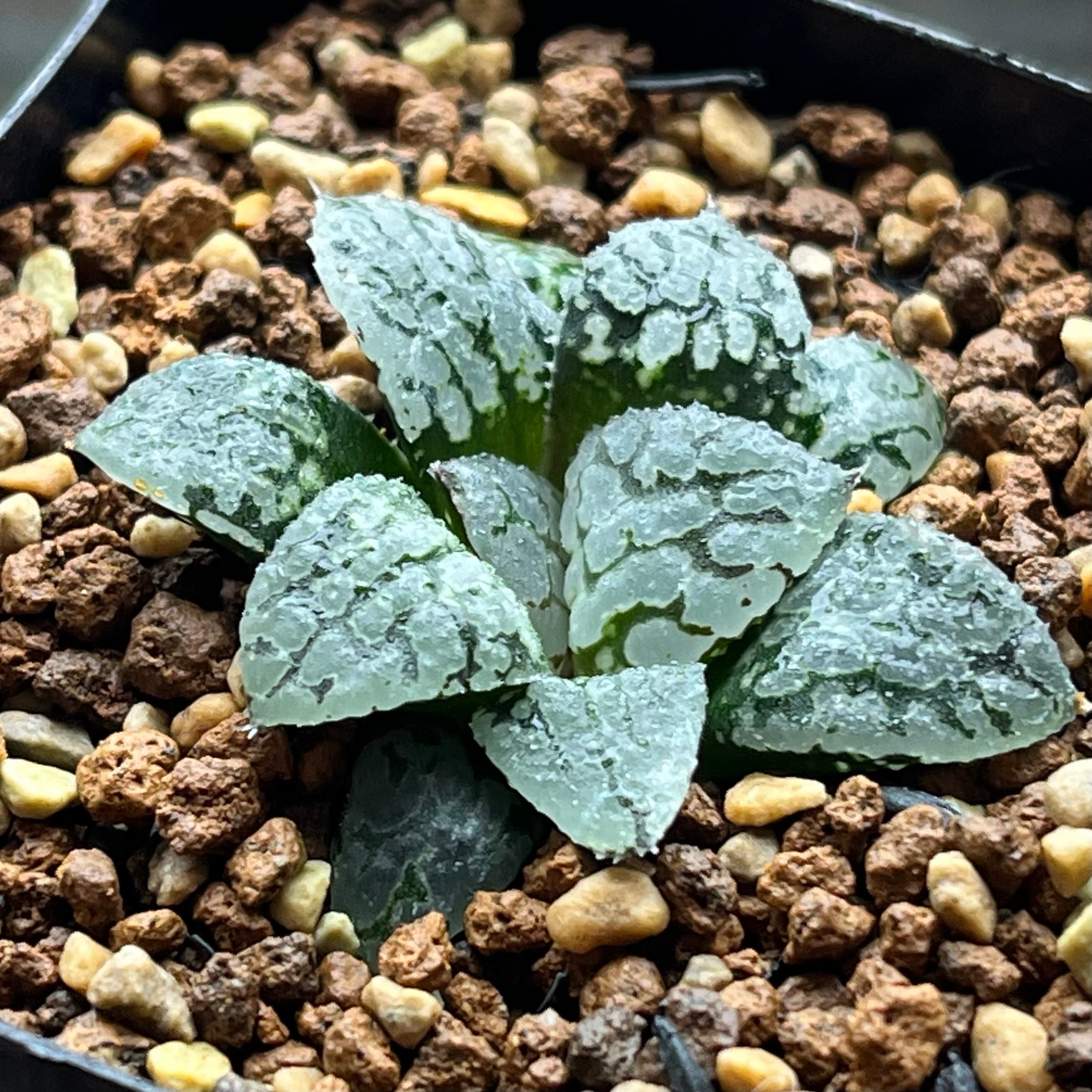 ハオルチア オブツーサ錦 竜珠 糊斑 | mocono_plants