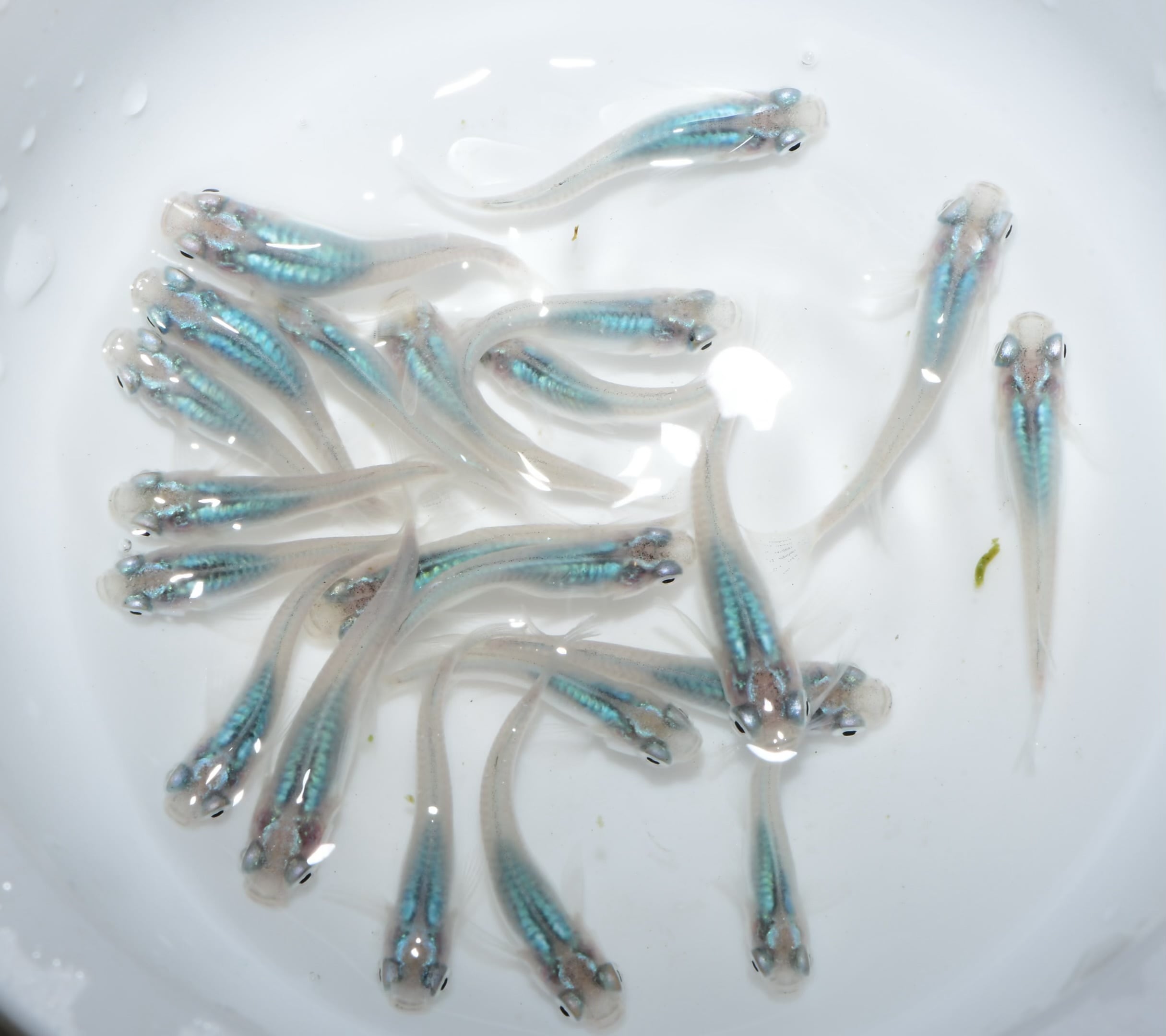 メダカ用タモ網】吉田工房 ステルスタモ(丸) 中サイズ | 生産直売 弥富