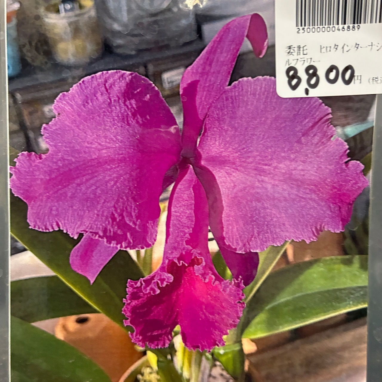 洋ラン　カトレア　C.trianae('Select-AK'x'Jean Groben Fonce')【789】