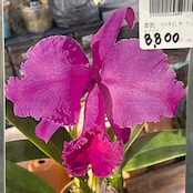 洋ラン　カトレア　C.trianae('Select-AK'x'Jean Groben Fonce')【789】