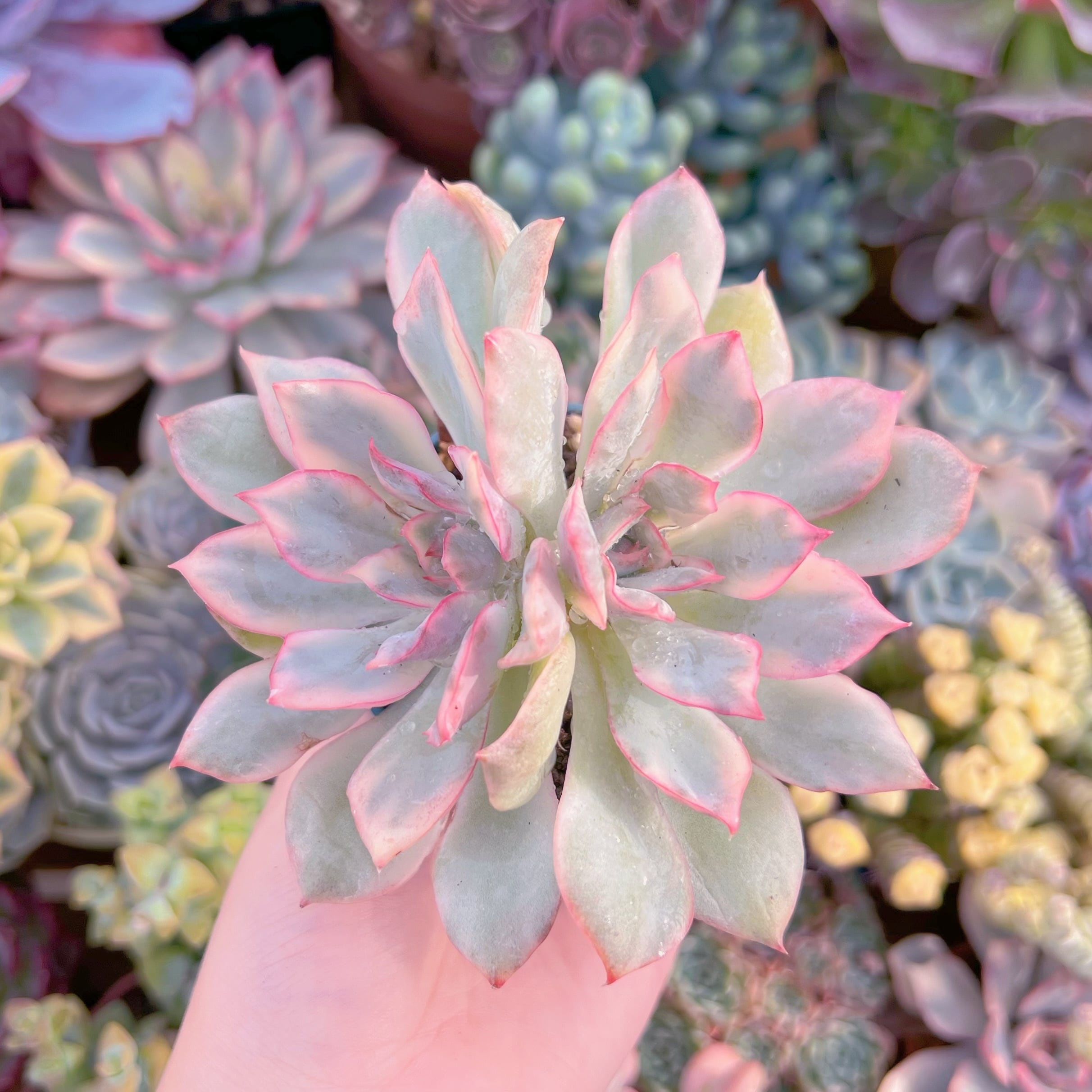 現品　月光女神錦#230   2頭群生　るる農園