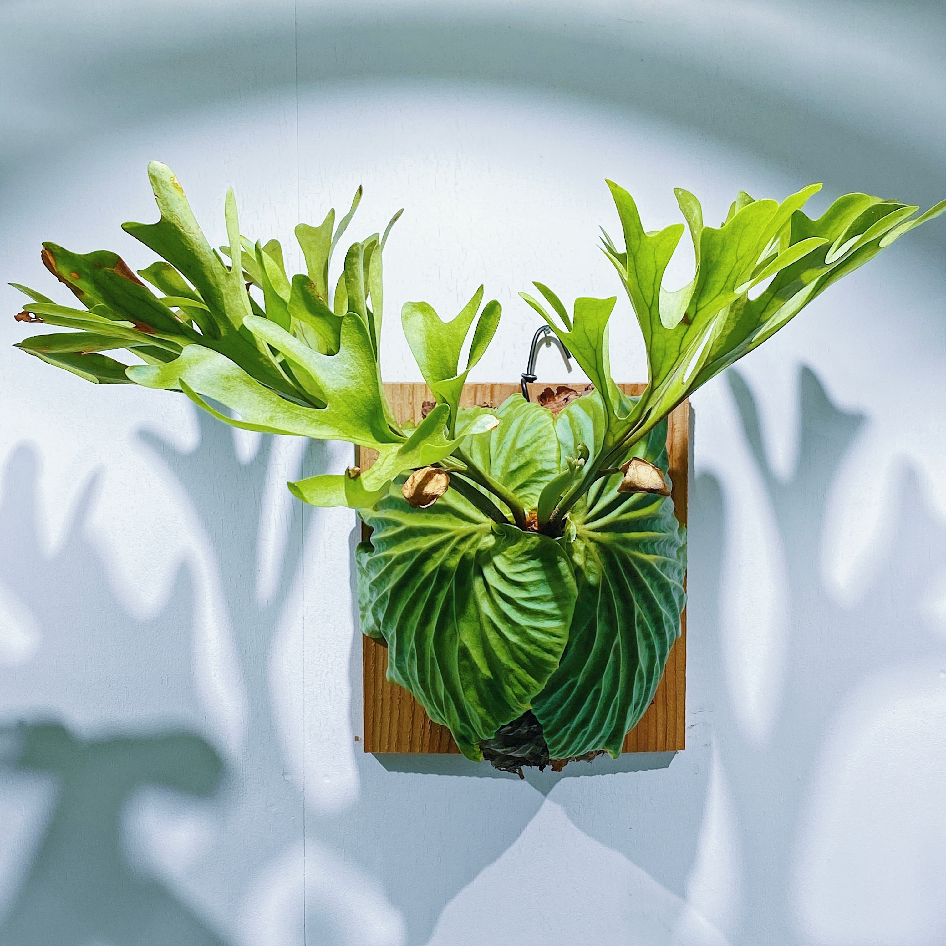 国内希少の巨大美株 ビカクシダ リドレイ Stand By Green スタンドバイグリーン