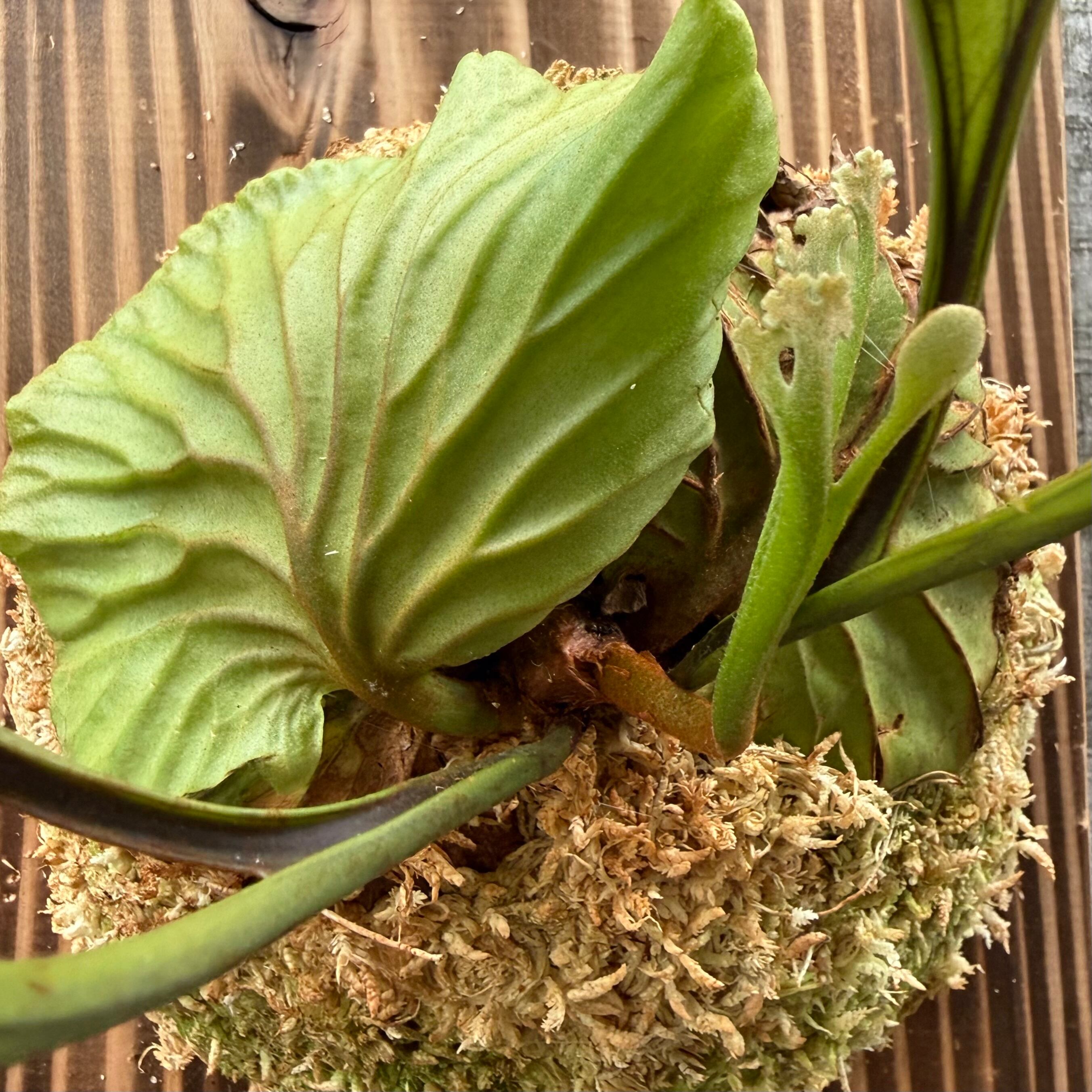 P.ridleyi wild | naturefix