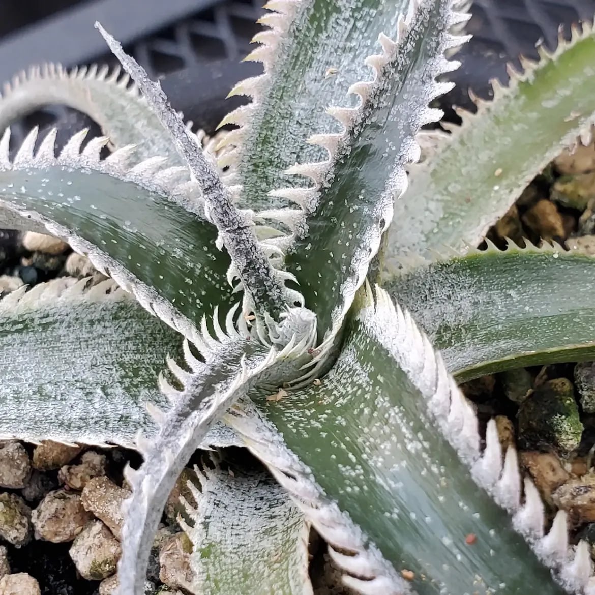 F00647_Dyckia 'Wasabi' (BCR:13644)：ディッキア・ワサビ（子株