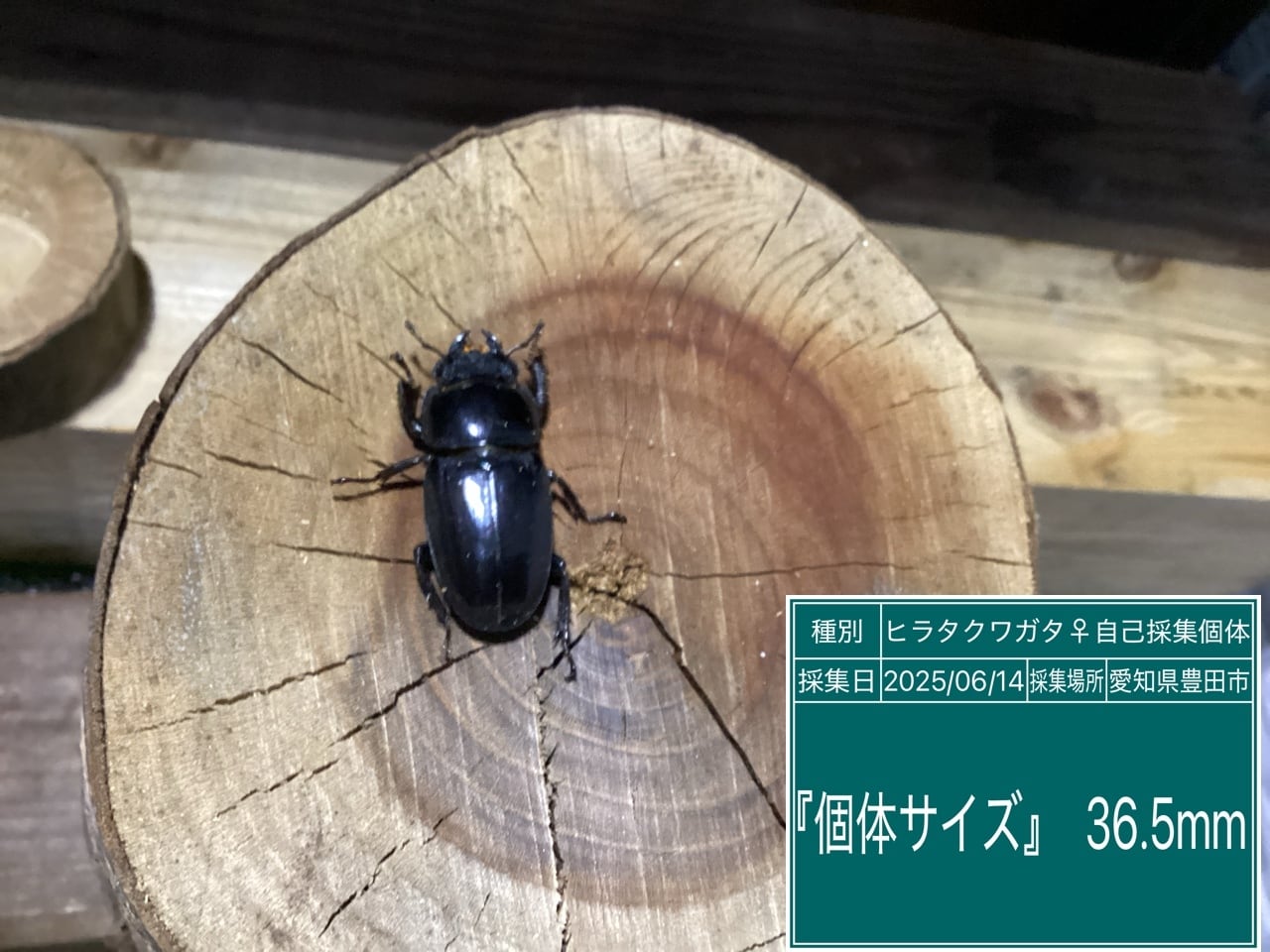 本土ヒラタクワガタ愛知県産ペア NO29 ♂67mm ♀36.5mm | 国産クワガタ