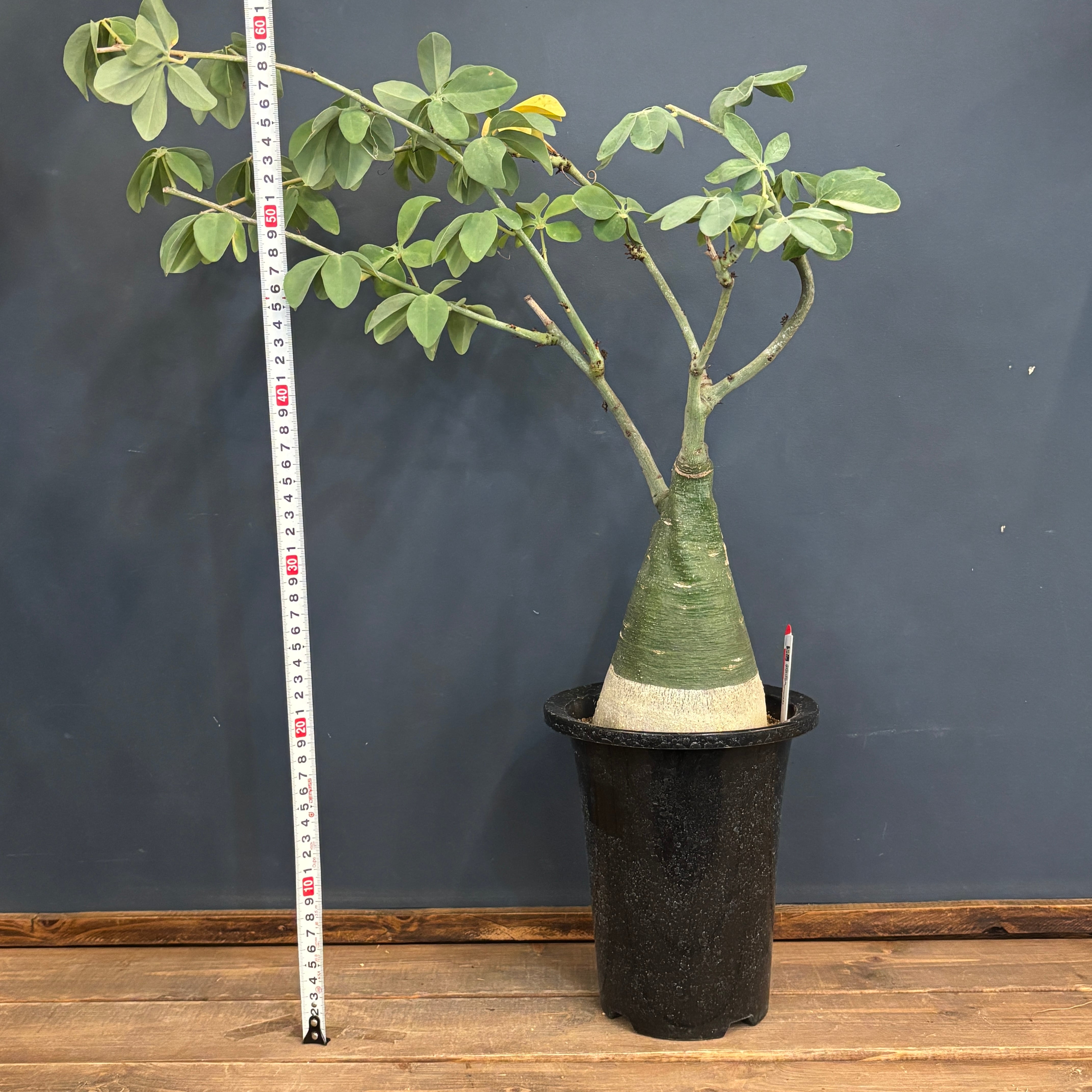 アデニアグラウカ　現品鉢ごと発送 アデニア グラウカ【850】 | PROTOLEAF プロトリーフ