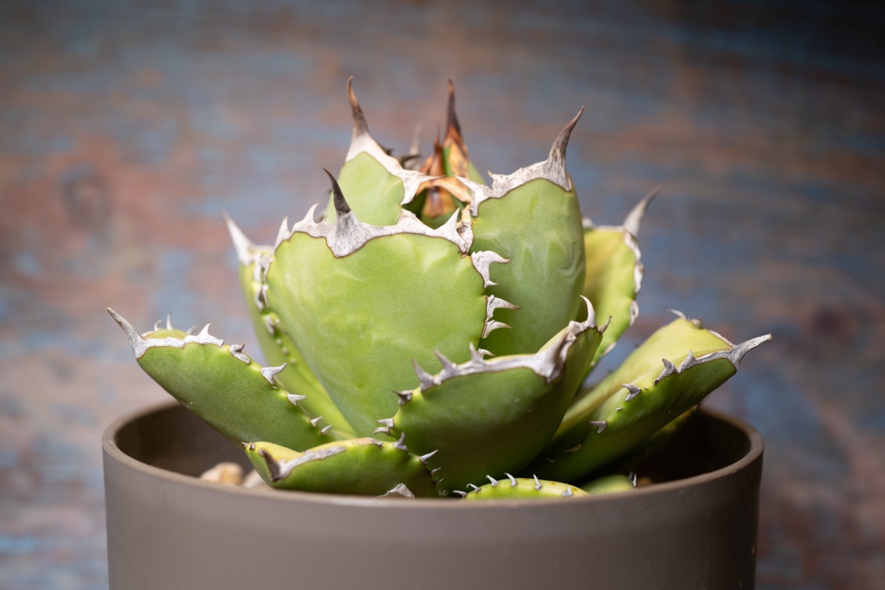 アガベ チタノタ QUEEN① 画像4