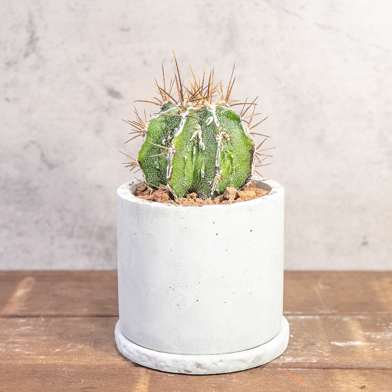 重厚な風格を纏う白いラインが際立つ白条複隆般若｜手づくりモルタル鉢の無骨さとサボテンの造形が共鳴する、飾れるアートな一点物｜虫発生抑制（全国一律送料850円）