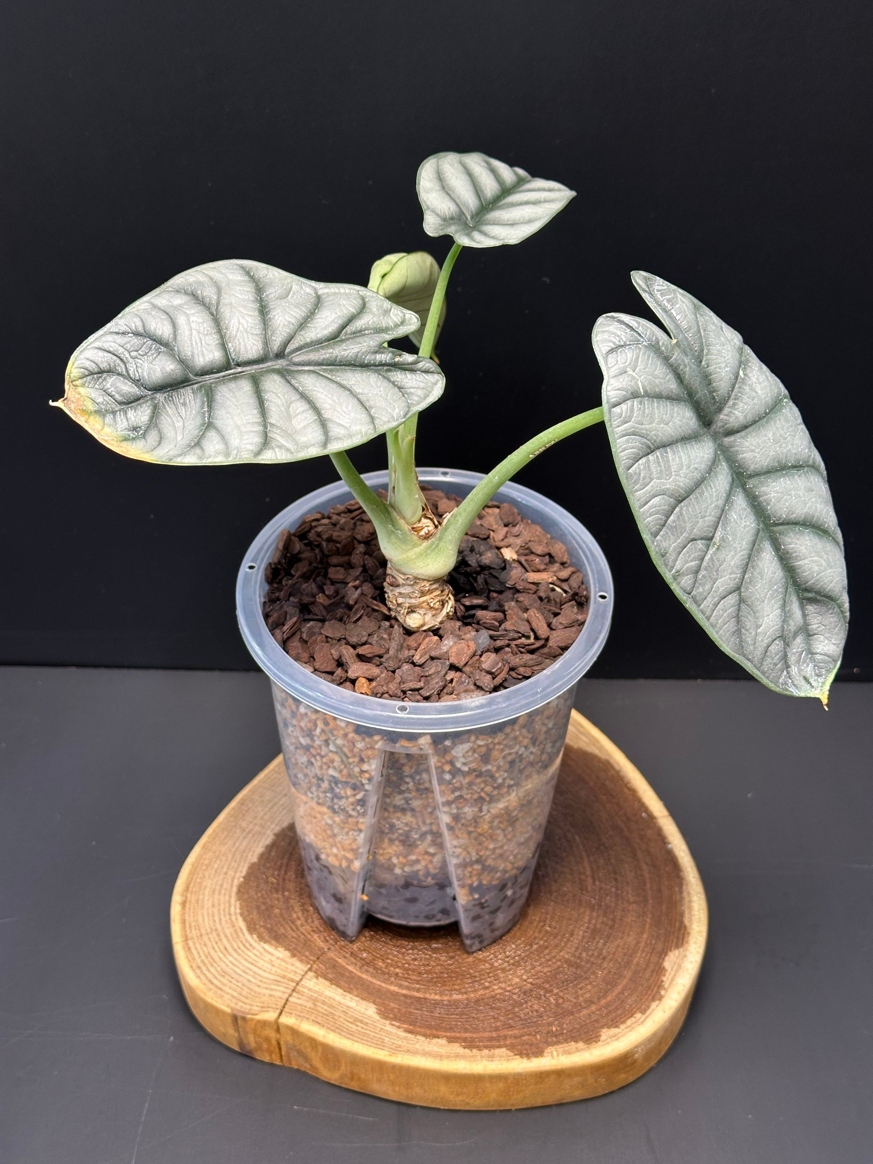希少 アロカシア シルバードラゴン 芋株 アロカシア シルバードラゴン 【030】 | 観葉植物リサイクル点『らくう