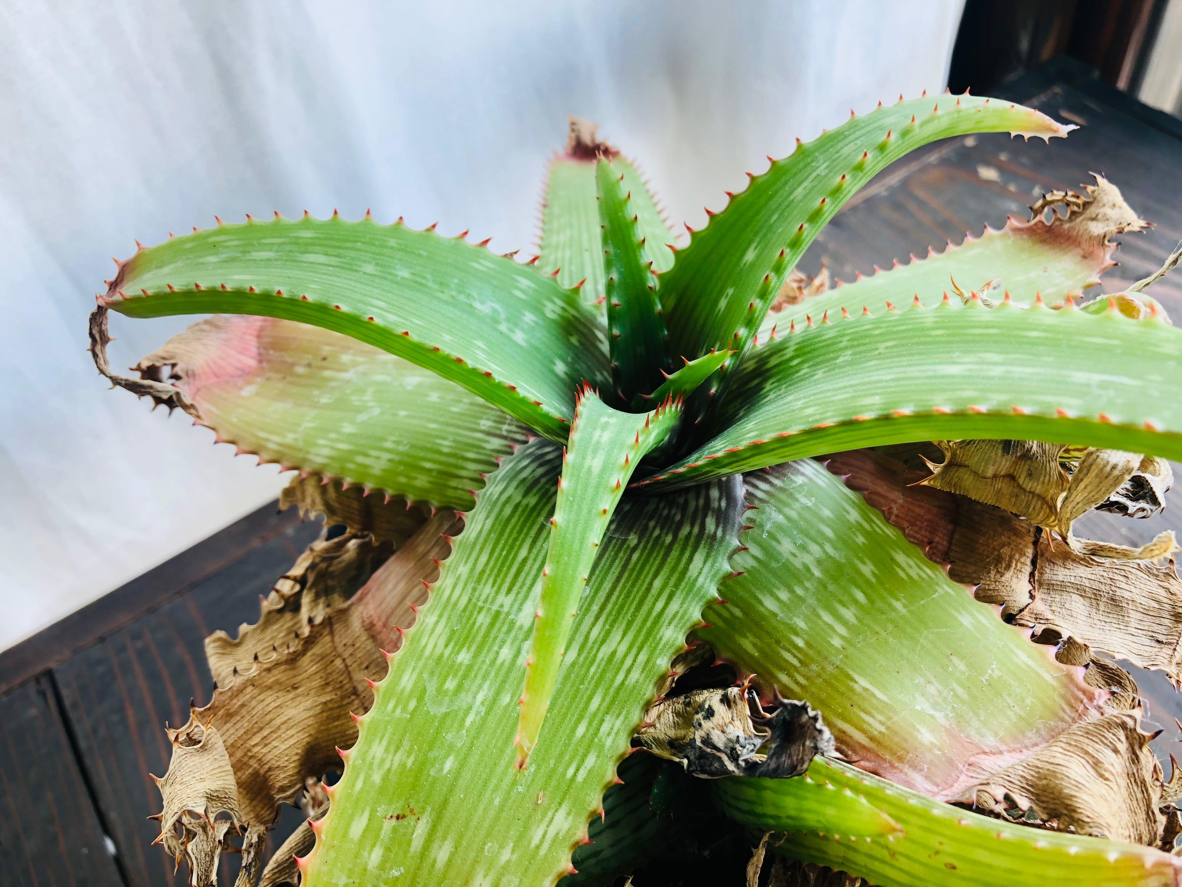 Aloe branddraaiensis アロエ ブランドレイエンシス | plants MARU
