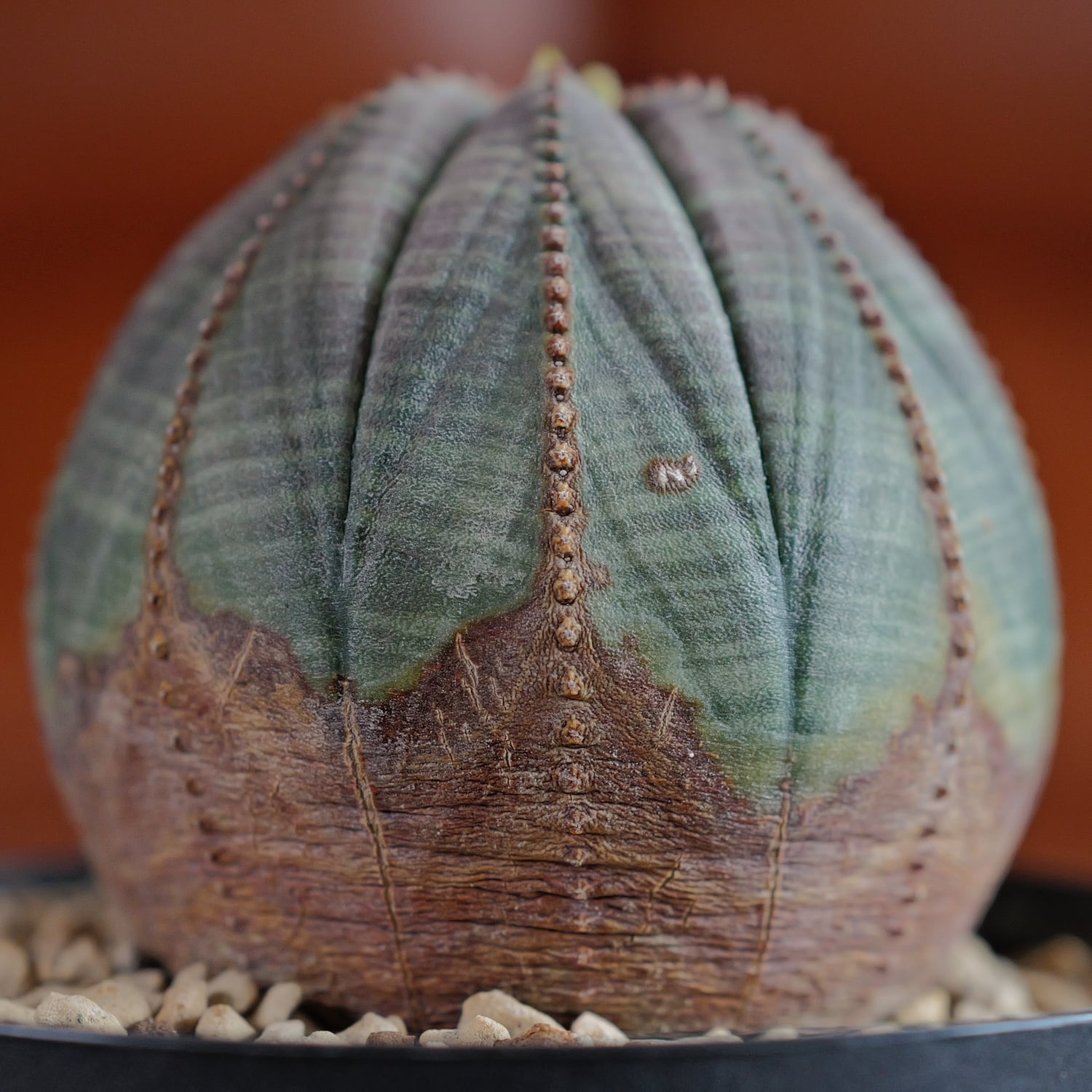 LIGHTHOUSE.PLANTS - 海外実生株のオベサなど輸入植物を販売、卸売する