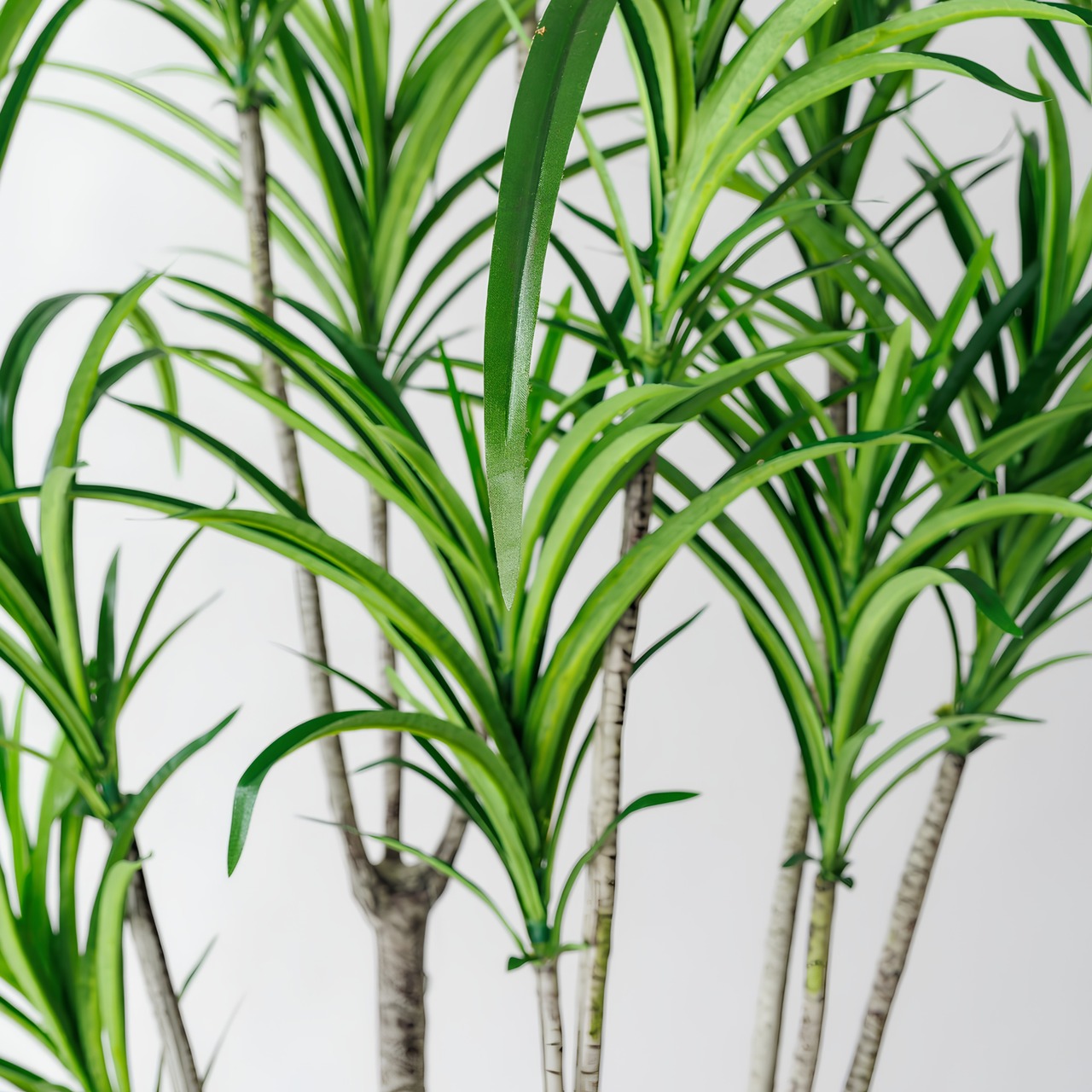 ユッカ185㎝［人工観葉植物・フェイクグリーンT］