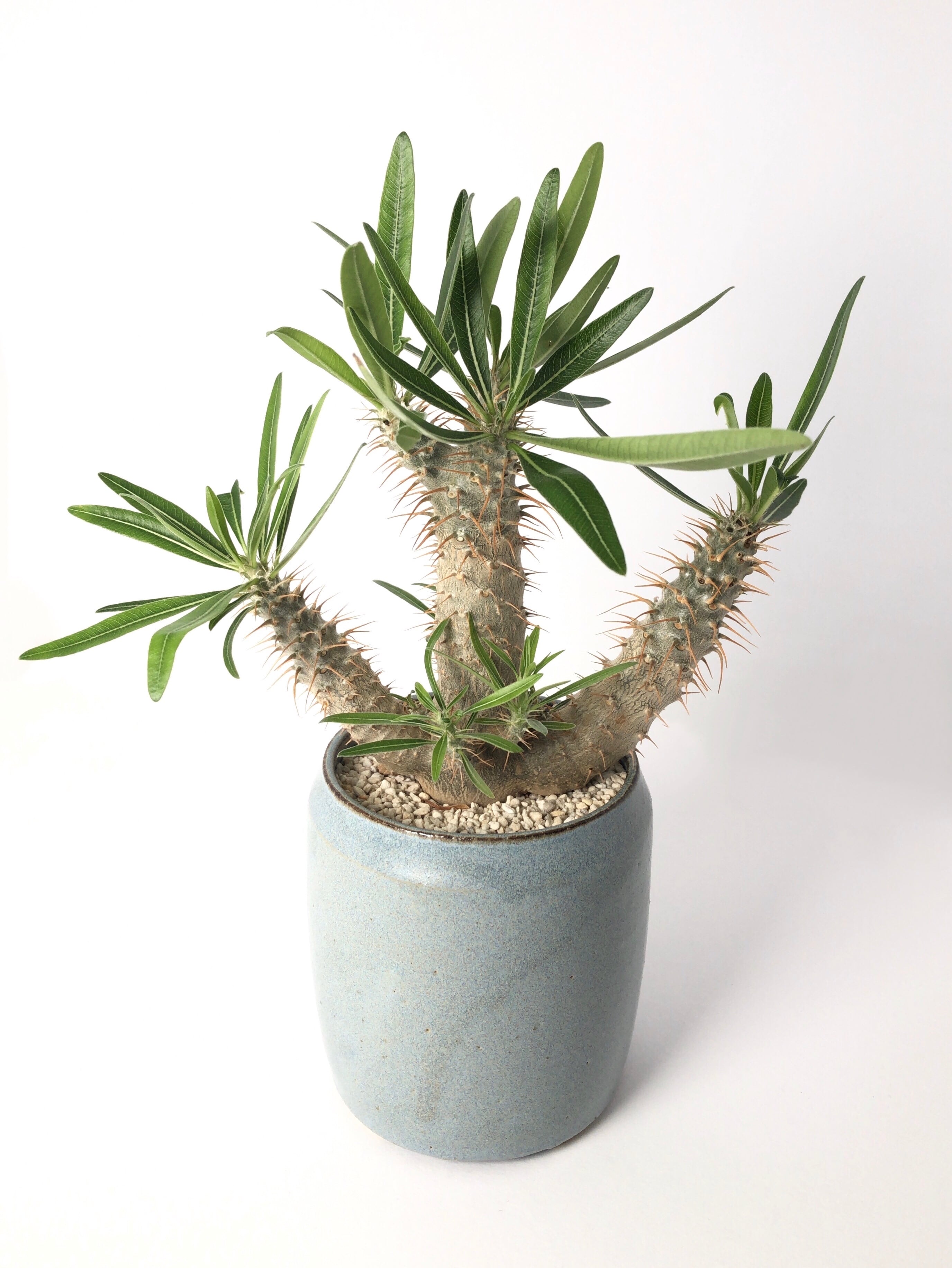 パキポディウム・ロスラーツム・グラキリス | trigger