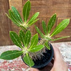 Pachypodium Densicaule【パキポディウム・恵比寿大黒・実生】