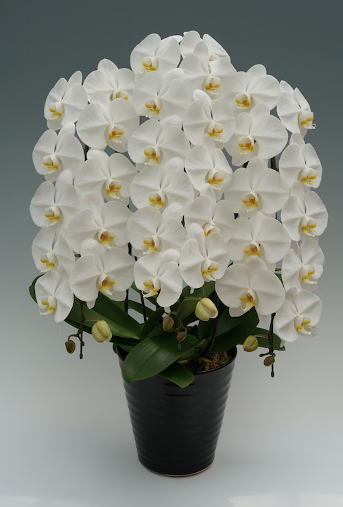 胡蝶蘭(大輪) 白 3本立ち 35~42輪前後