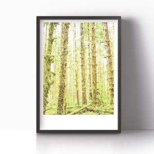 アートポスター / Shining forest　eb103