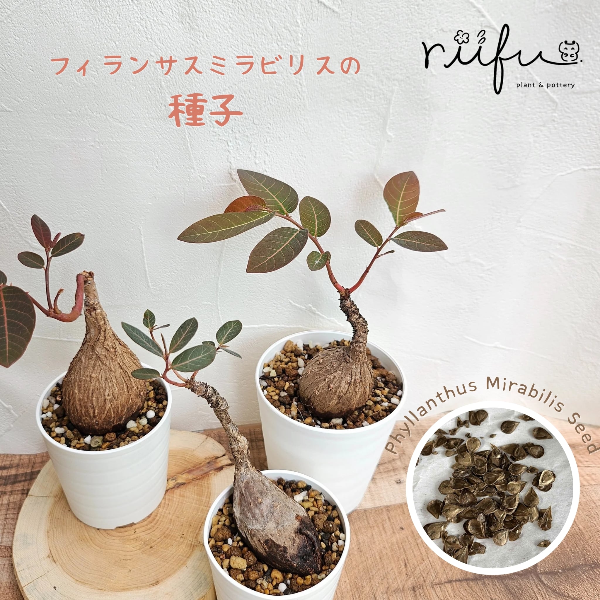 ♡種子10粒♡〚フィランサス・ミラビリス〛Phyllanthus Mirabilis 塊根植物 コーデックス