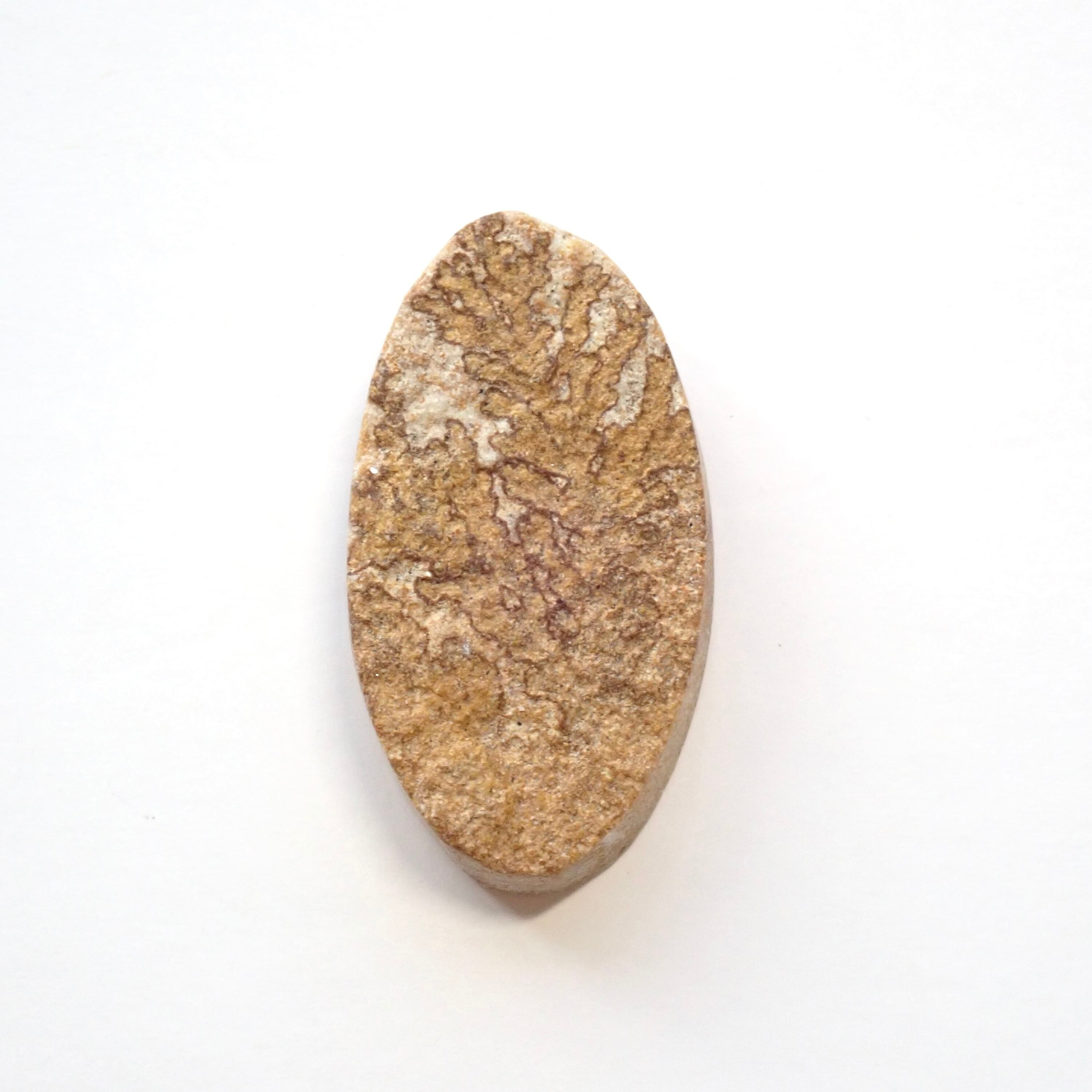 ジャーマン・デンドライト　10