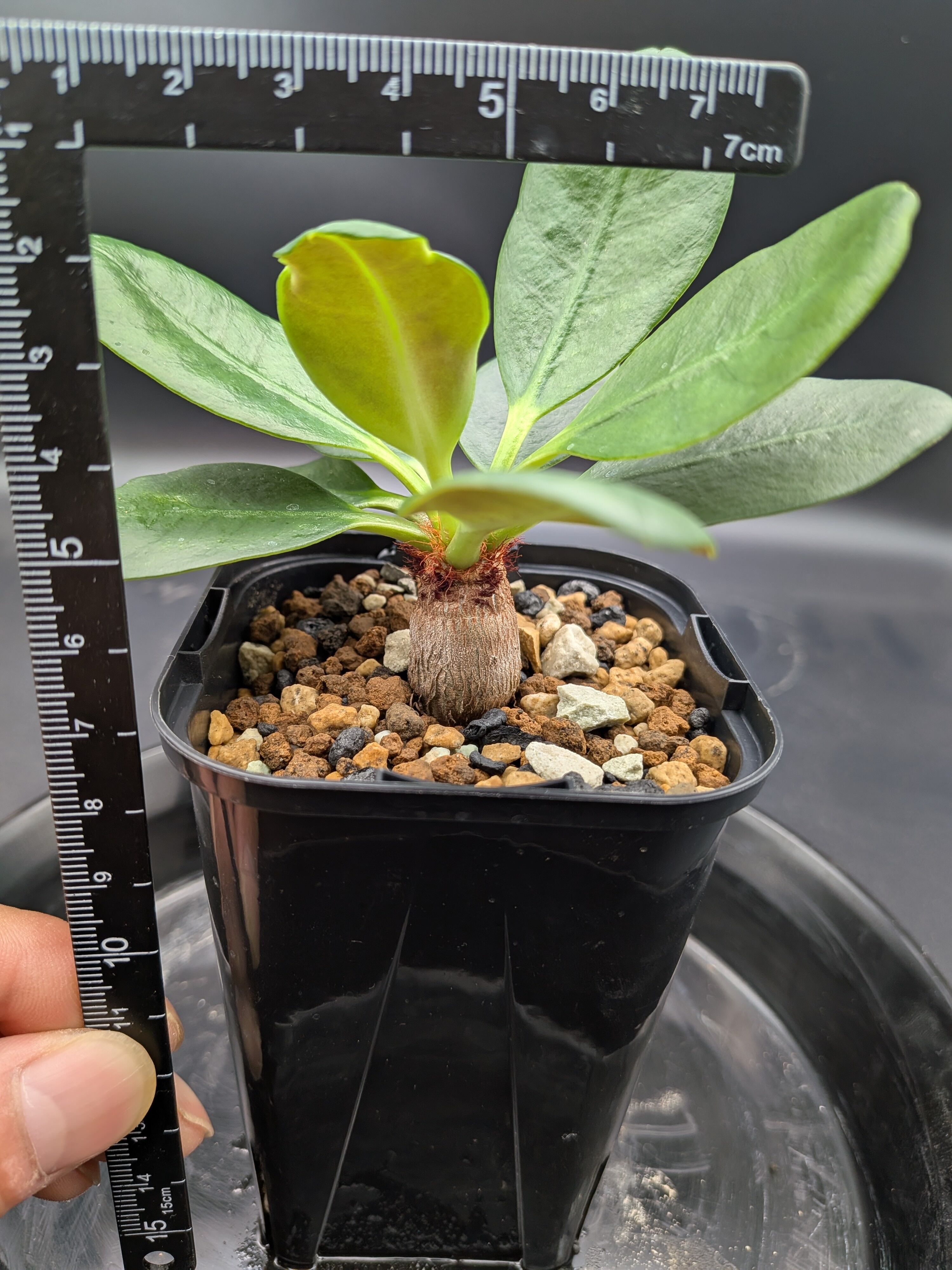 ラメナ ユーフォルビア | Le Norte 実生植物専門店