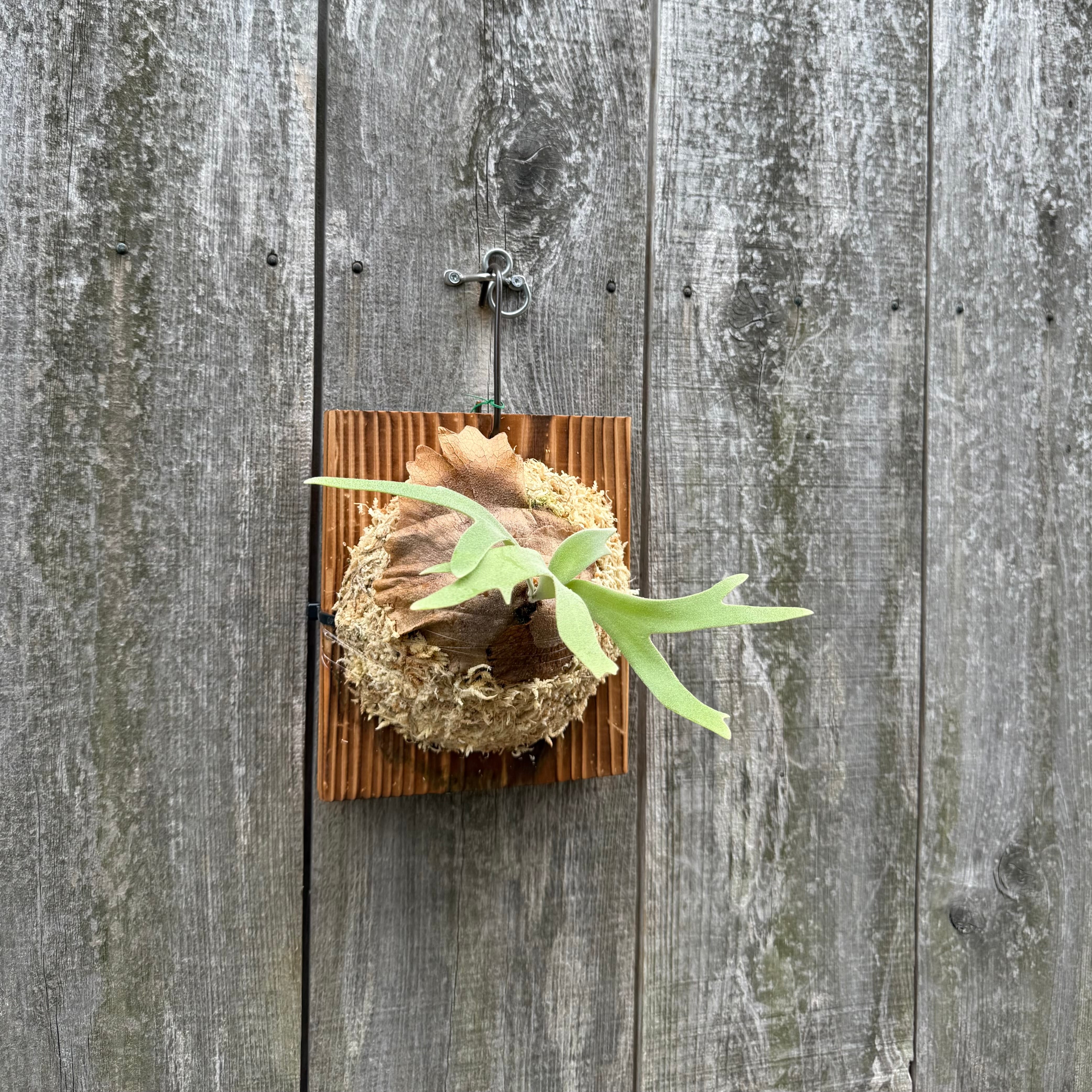 P. willinckii cv. Sombrero (pup) | naturefix