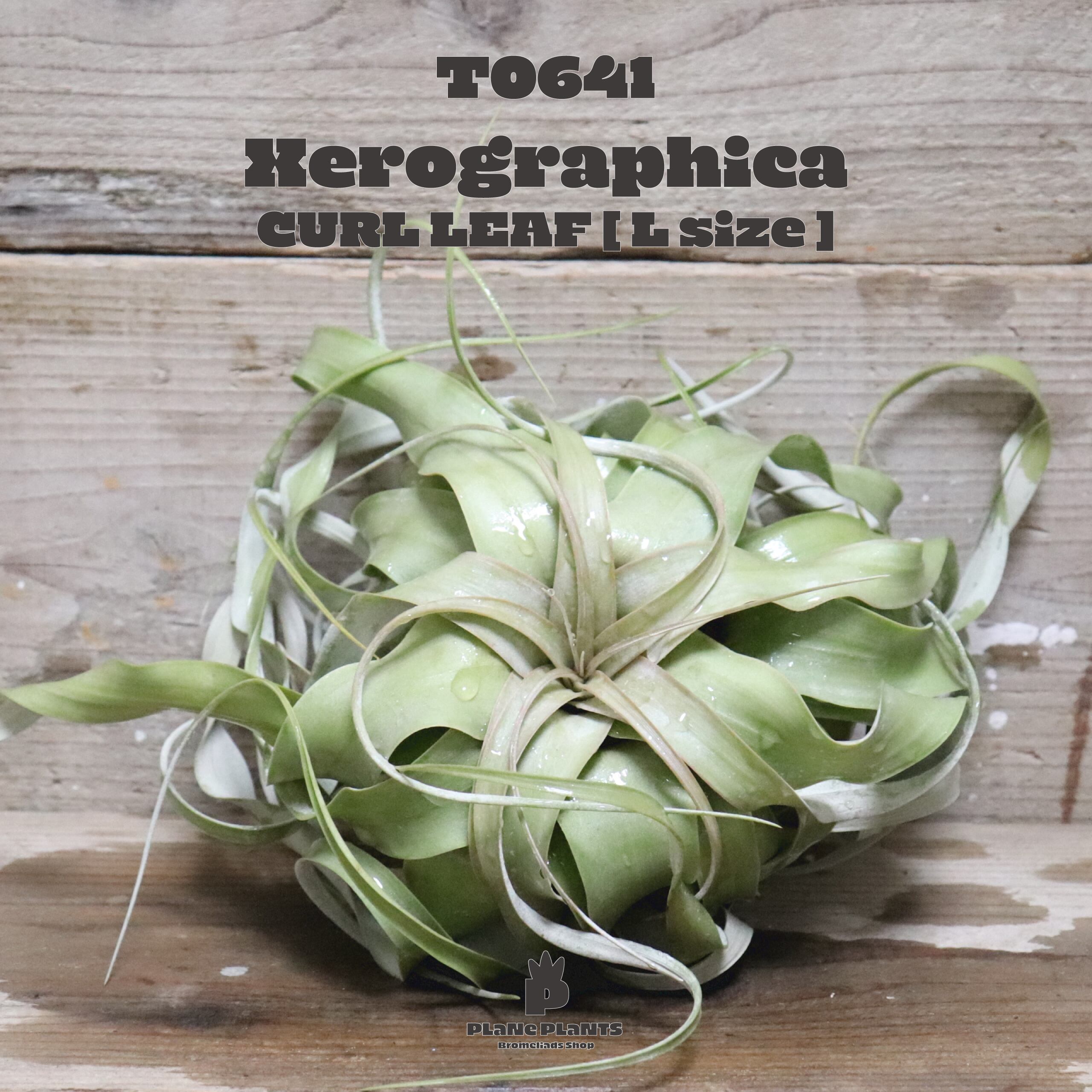 【reserved】キセログラフィカ L〔エアプランツ〕現品発送T0641