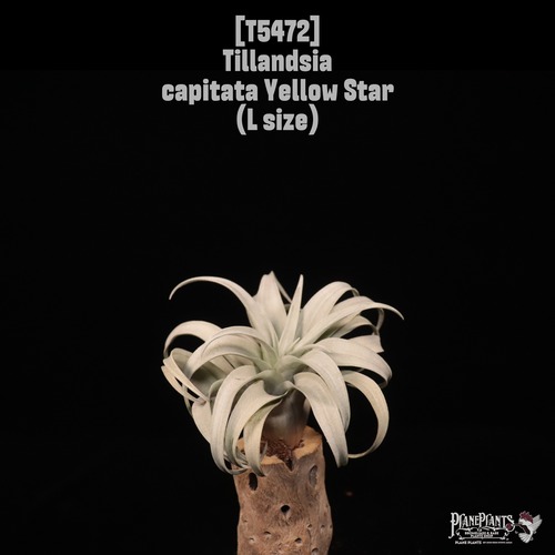 【送料無料】capitata Yellow Star〔エアプランツ〕現品発送T5472