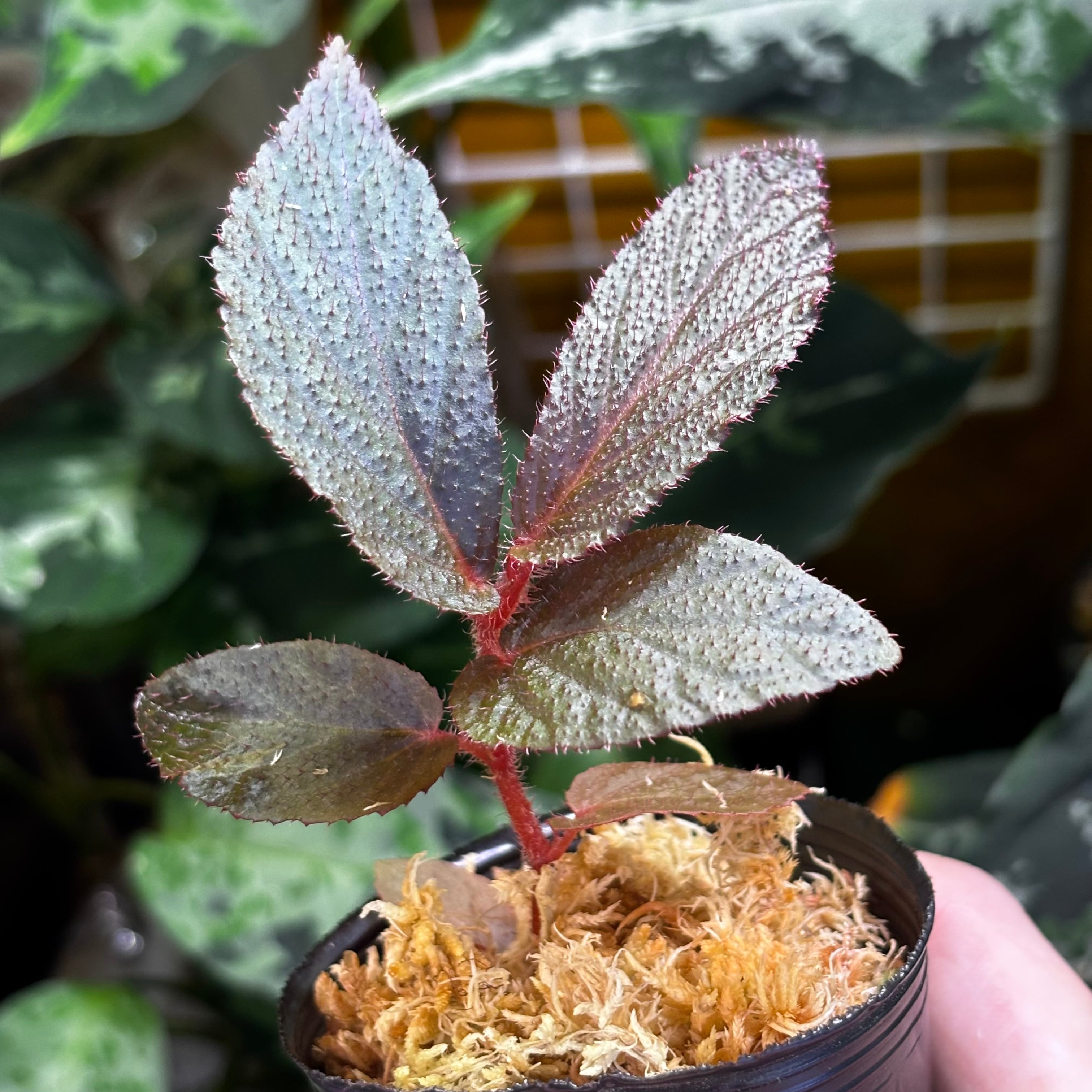 新春特価　限定5株❣️Begonia bulu ‘Jambi’ 原種ベゴニア　D 新春特価 限定5株❣️Begonia sp. scapigera 原種ベゴニア C