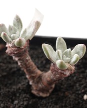 カット苗 ダドレア パウシフローラ L Dudleya pauciflora