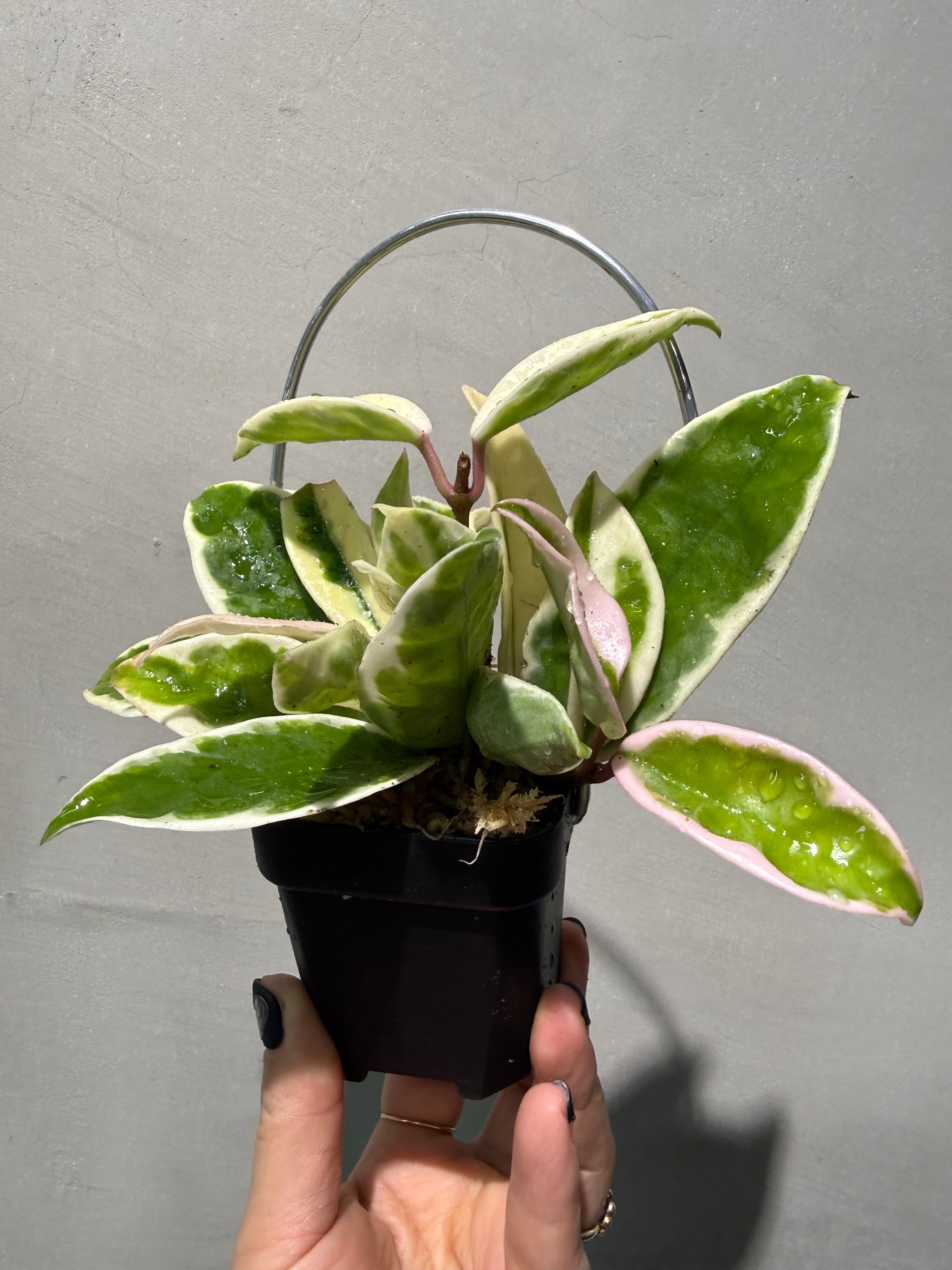 ホヤ カルノーサ スージーQ | MIDORIYA 観葉植物専門店