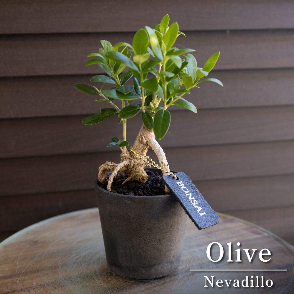 根上がり 盆栽 創樹 Olive オリーブの木 3号鉢 革タグ付き SOUJU Nevadillo blanco ネバディロブランコ 0621BK