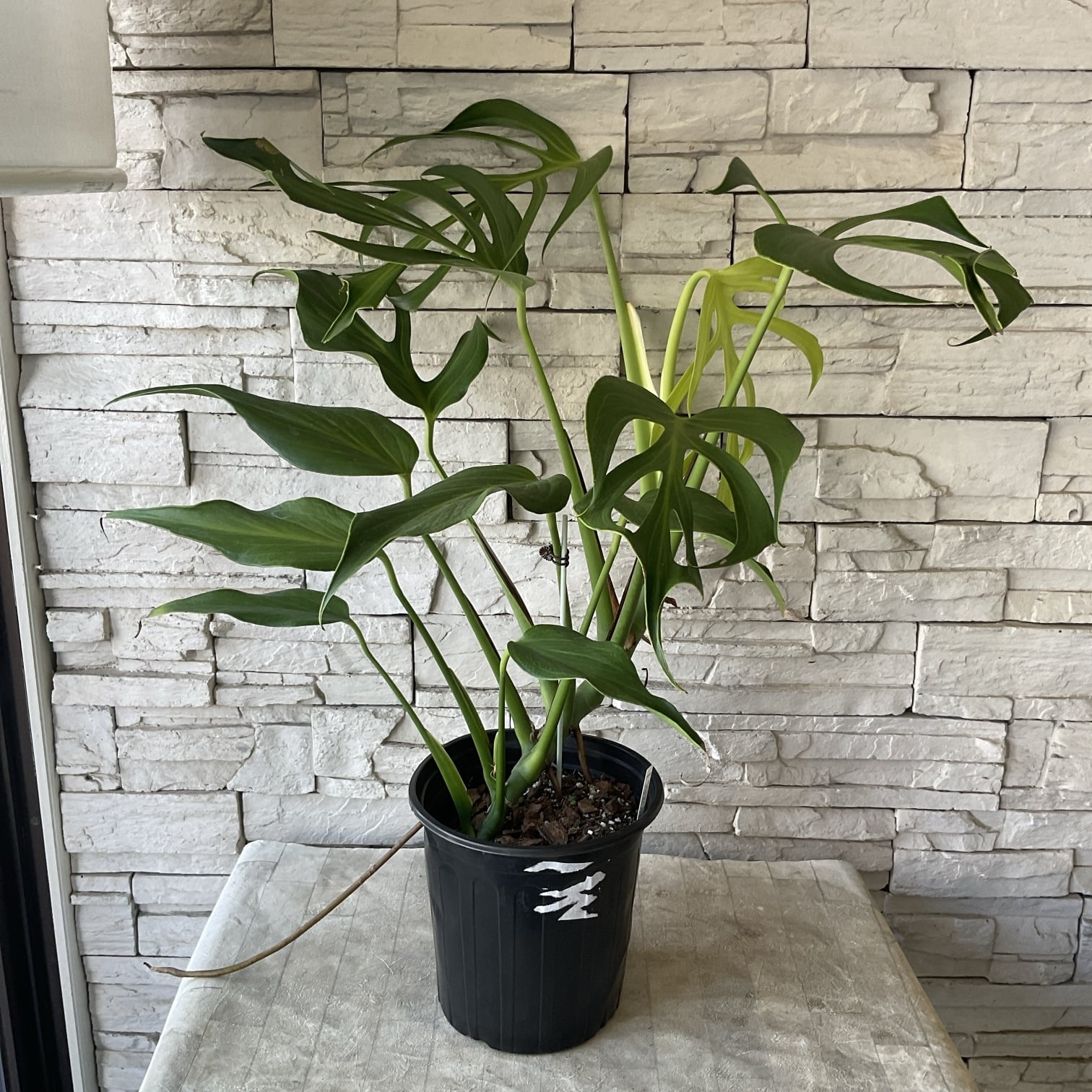 観葉植物】カンナ シュトゥットガルト | 橋本種苗園
