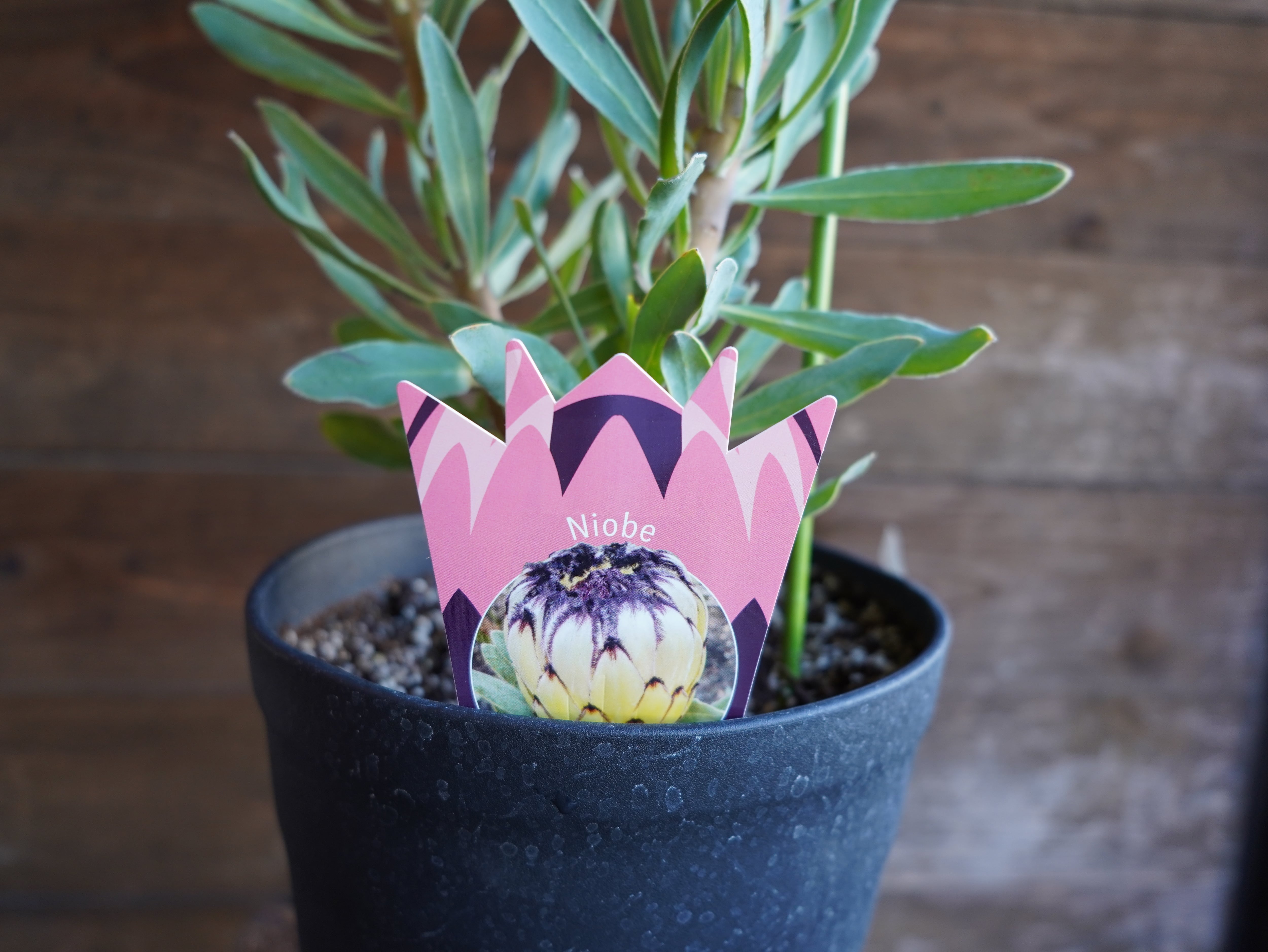 【現物】プロテア ”ニオベ”