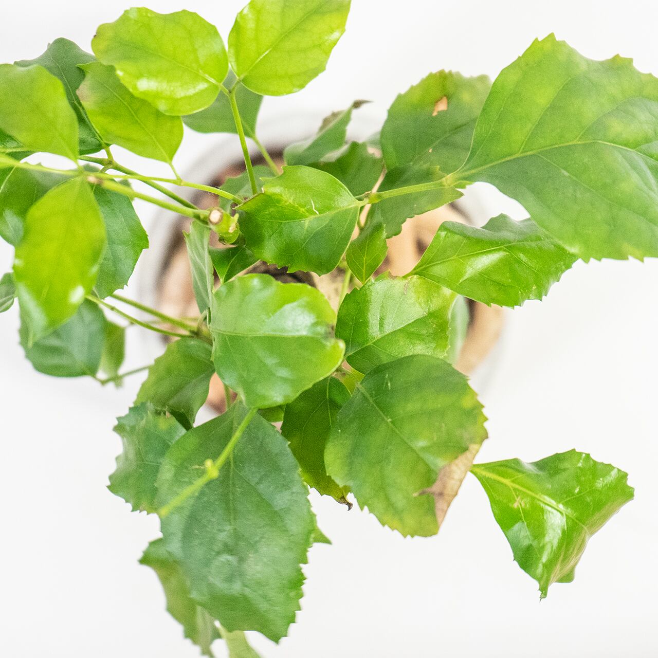 ヘテロパナックス 力強い気根と自然美あふれる樹形　モルタル鉢のインテリア観葉