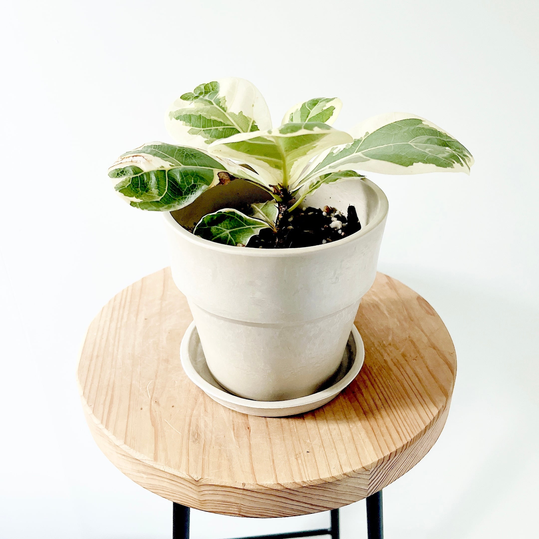 【超希少】フィカス リラータ イヴォンヌ 斑入りカシワバ 森尾花園さん＊calm 超希少】フィカス リラータ イヴォンヌ 斑入りカシワバ 森尾花園