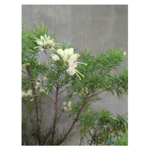 Grevillea rosmarinifolia lutea