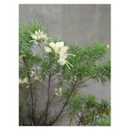 Grevillea rosmarinifolia lutea