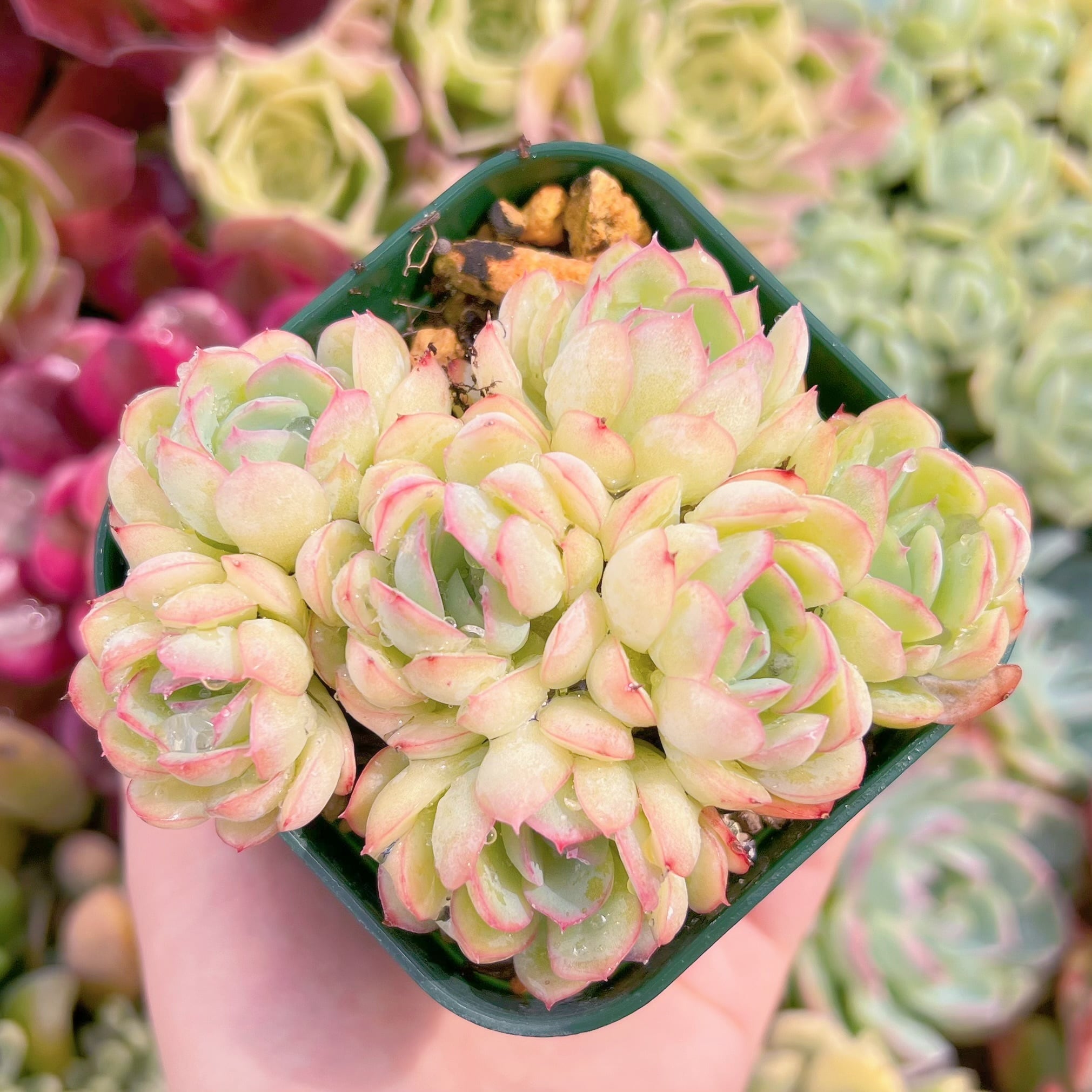 現品　ストロベリーアイス#1120    古株   るる農園