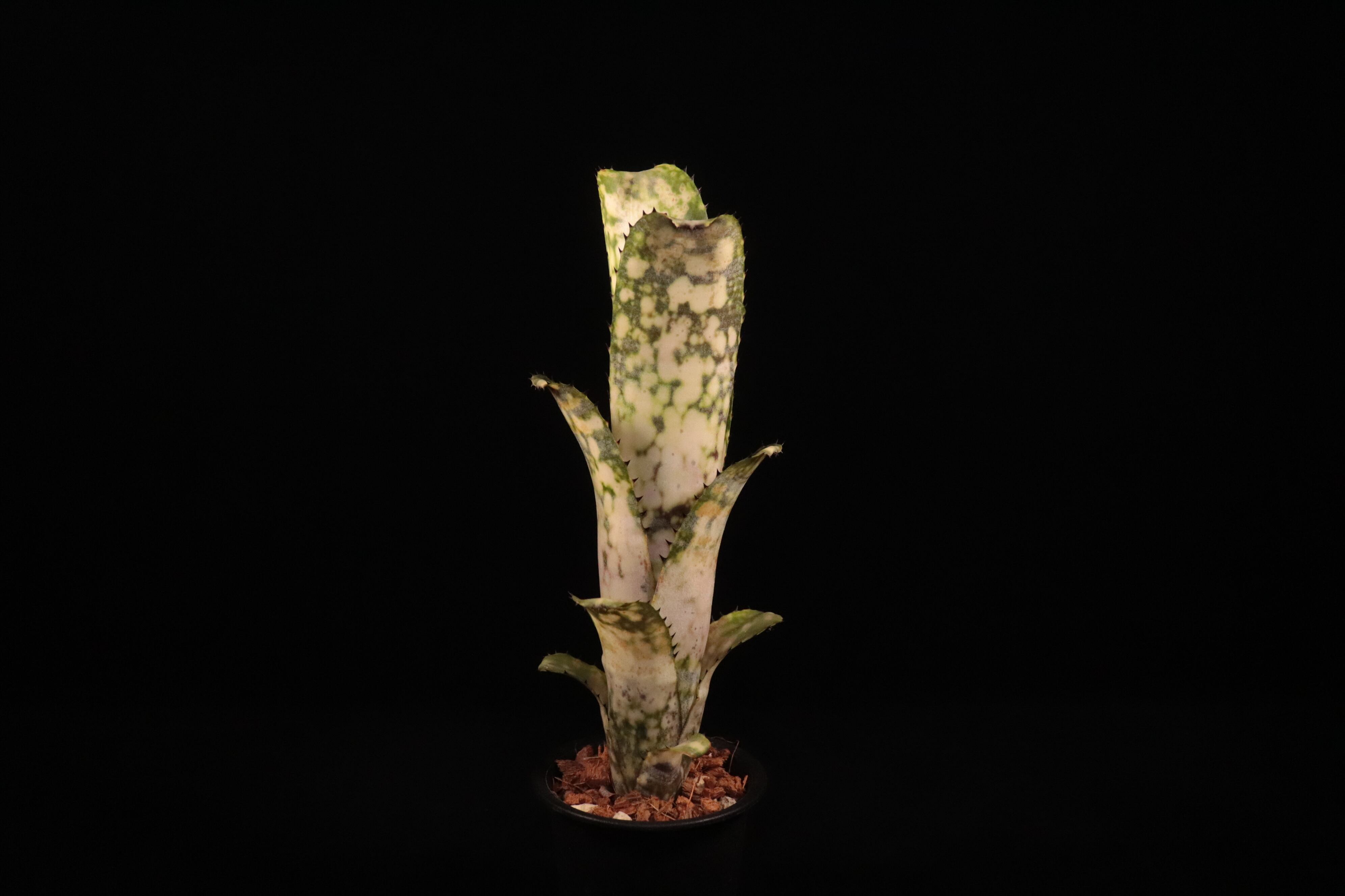 ブロメリア・エアープランツ Billbergia Talbot Len's Gem 982b667e9a52ee0c4468ba1c0c8ca5