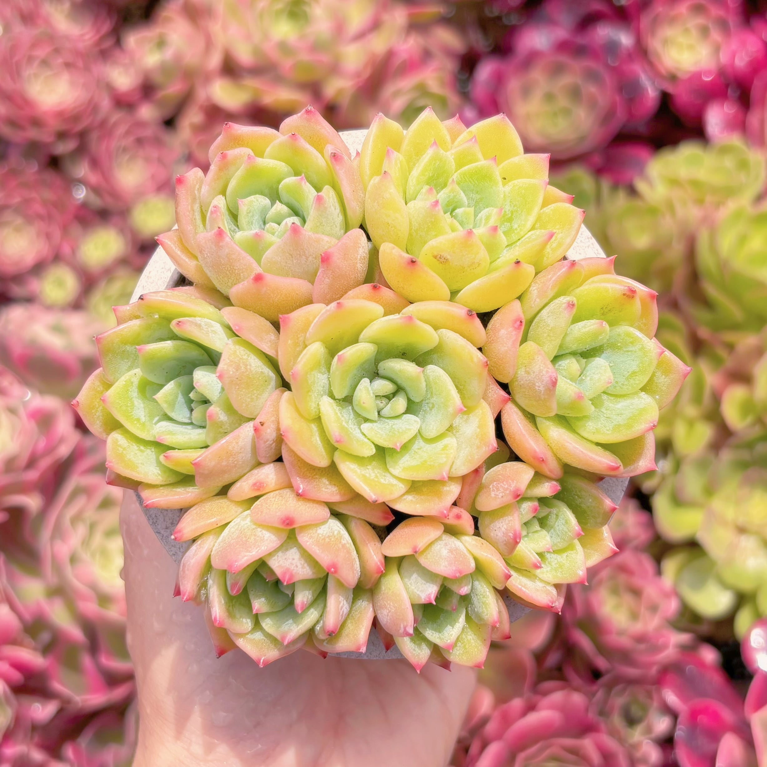 多肉植物　AKマリア(7苗)　新入荷　るる農園