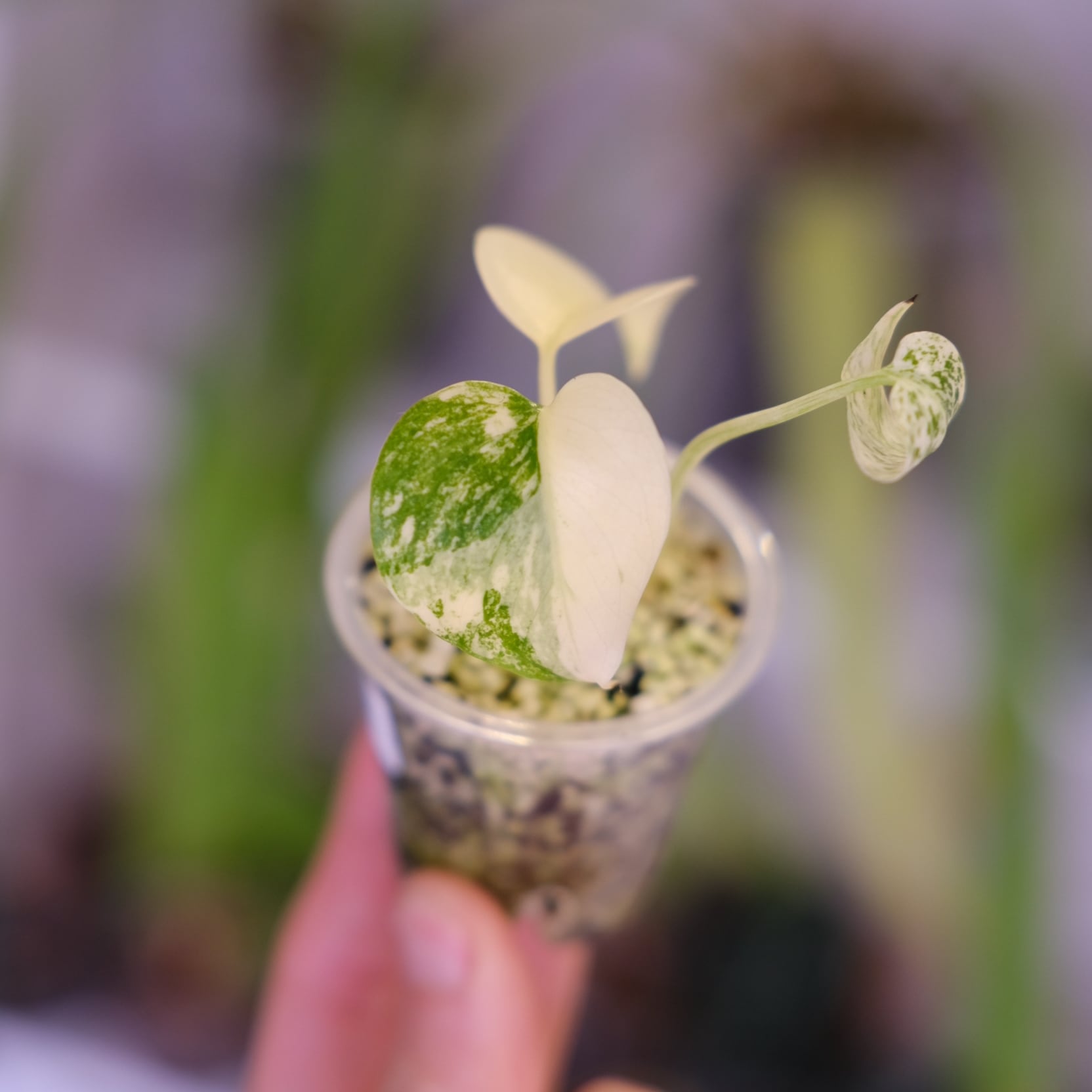 ＊モンステラ＊ミント＊Monstera＊Mint＊ モンステラ＊ミント＊Monstera＊Mint＊ 【公式通販】